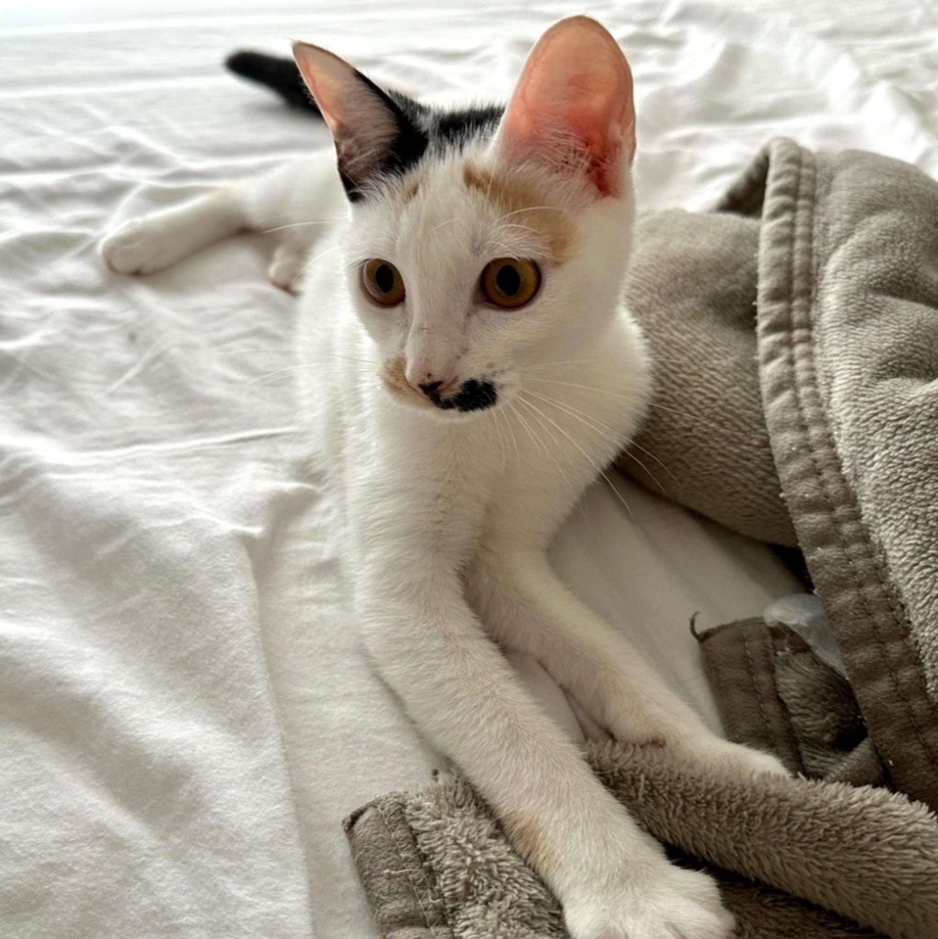 pet-image-9
