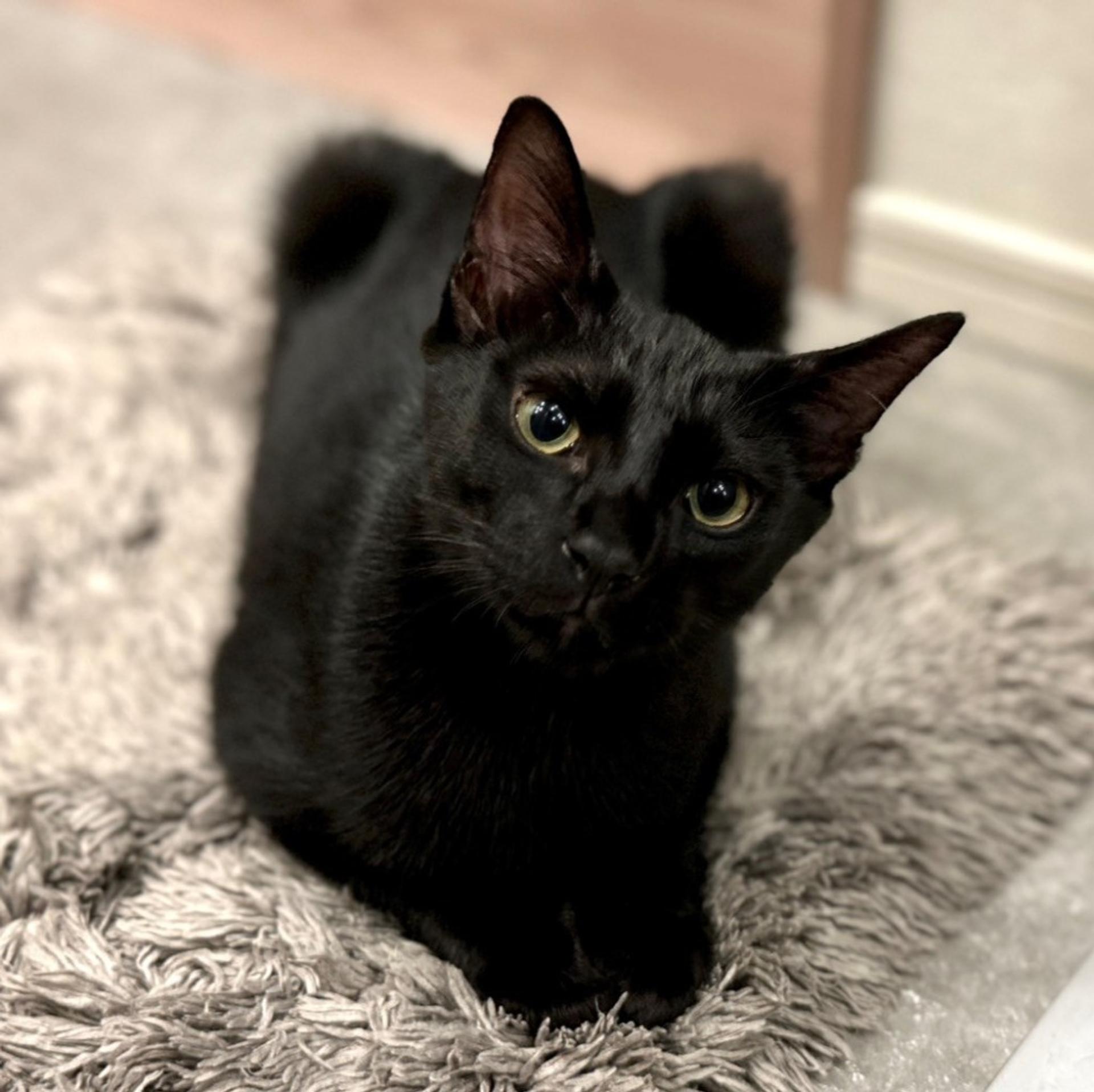 pet-image-5