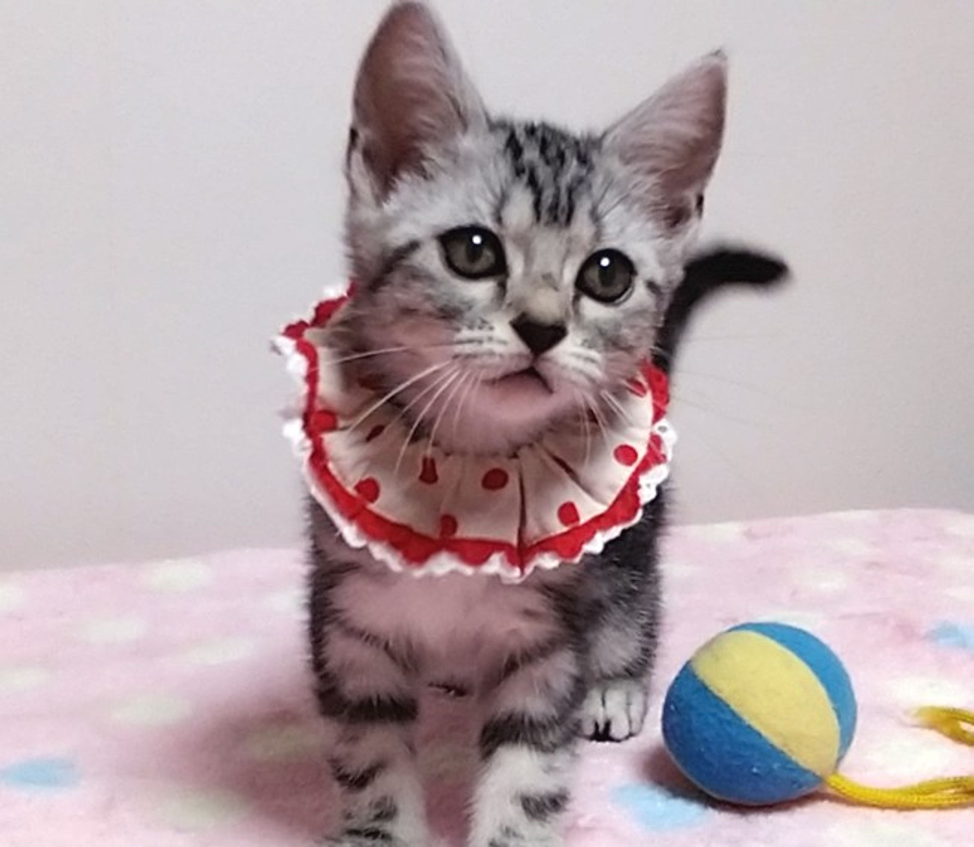 pet-image-4