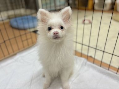 カプリチョーザ