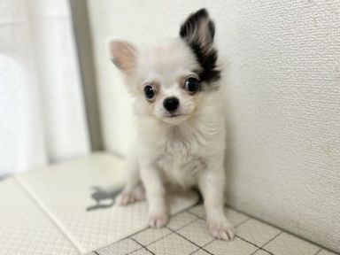 コンテ