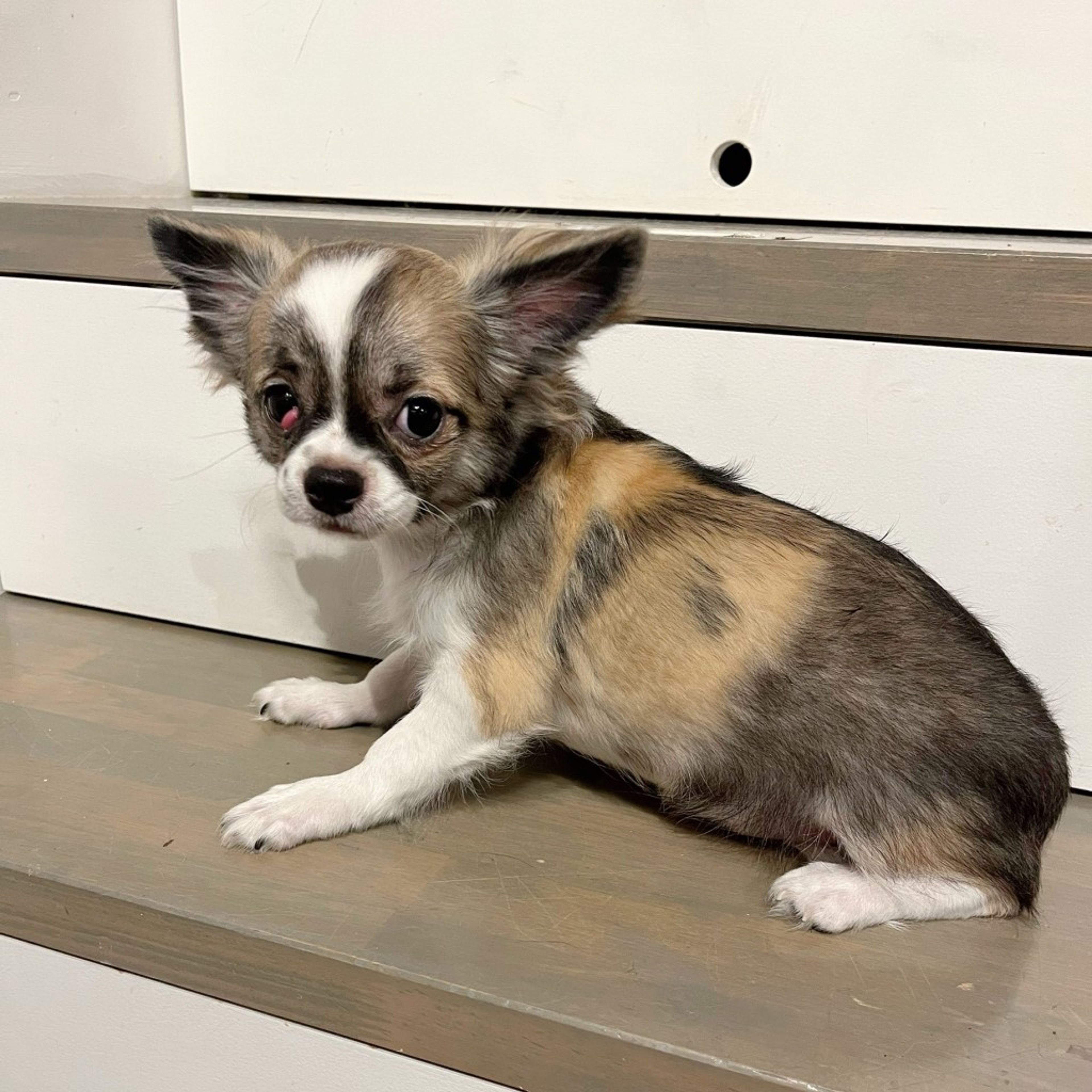pet-image-4