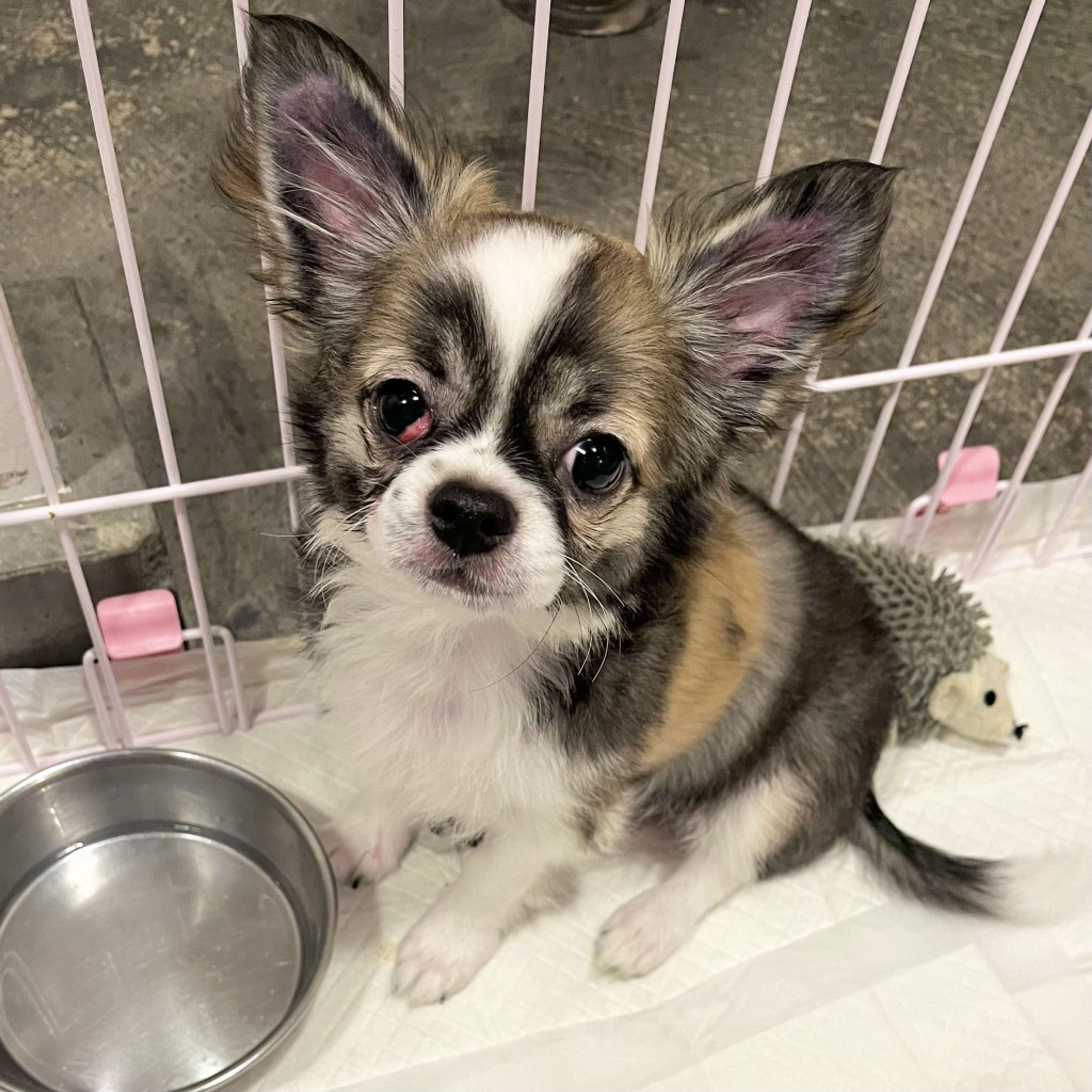 pet-image-2