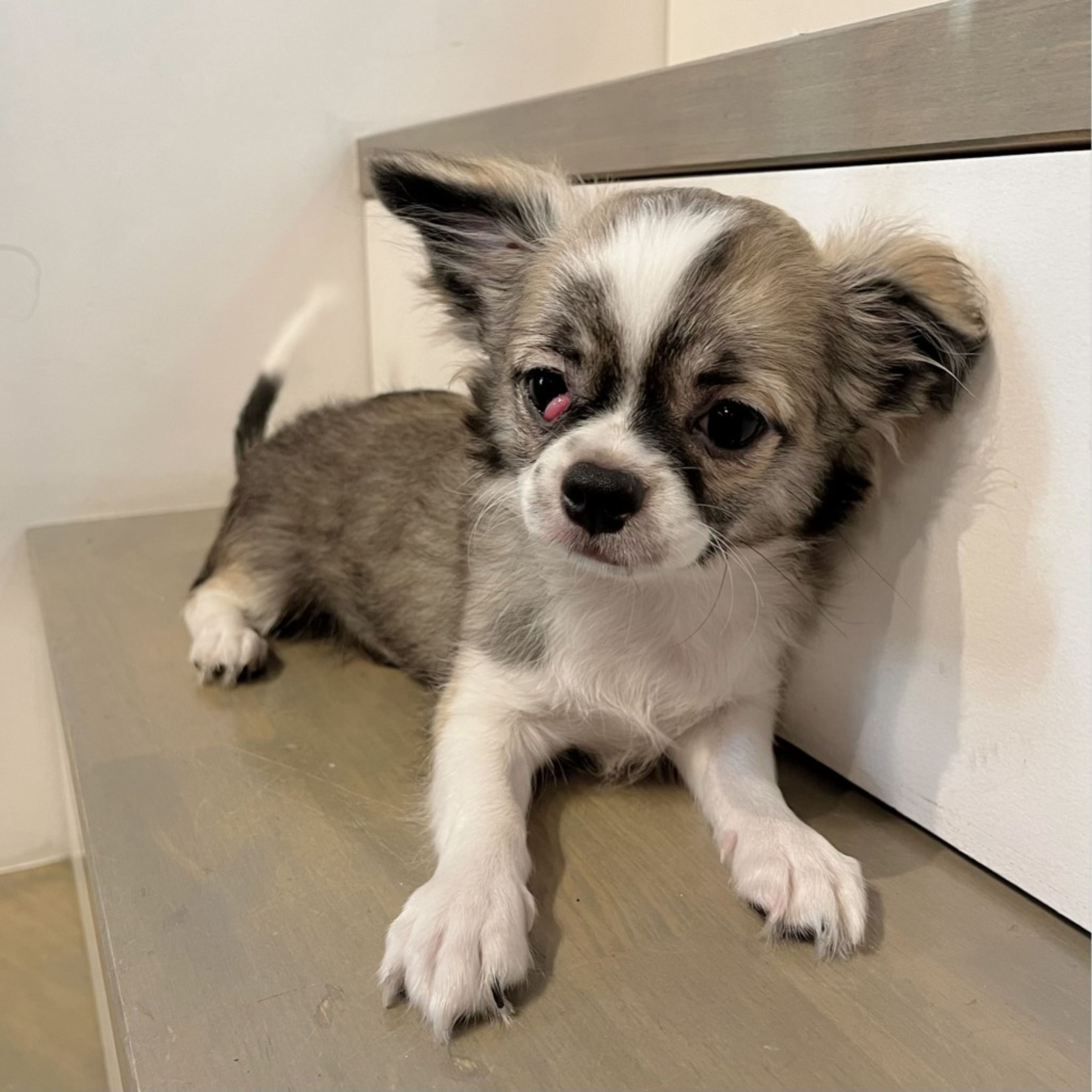 pet-image-3