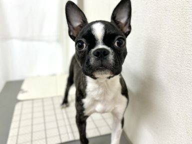 フェタ