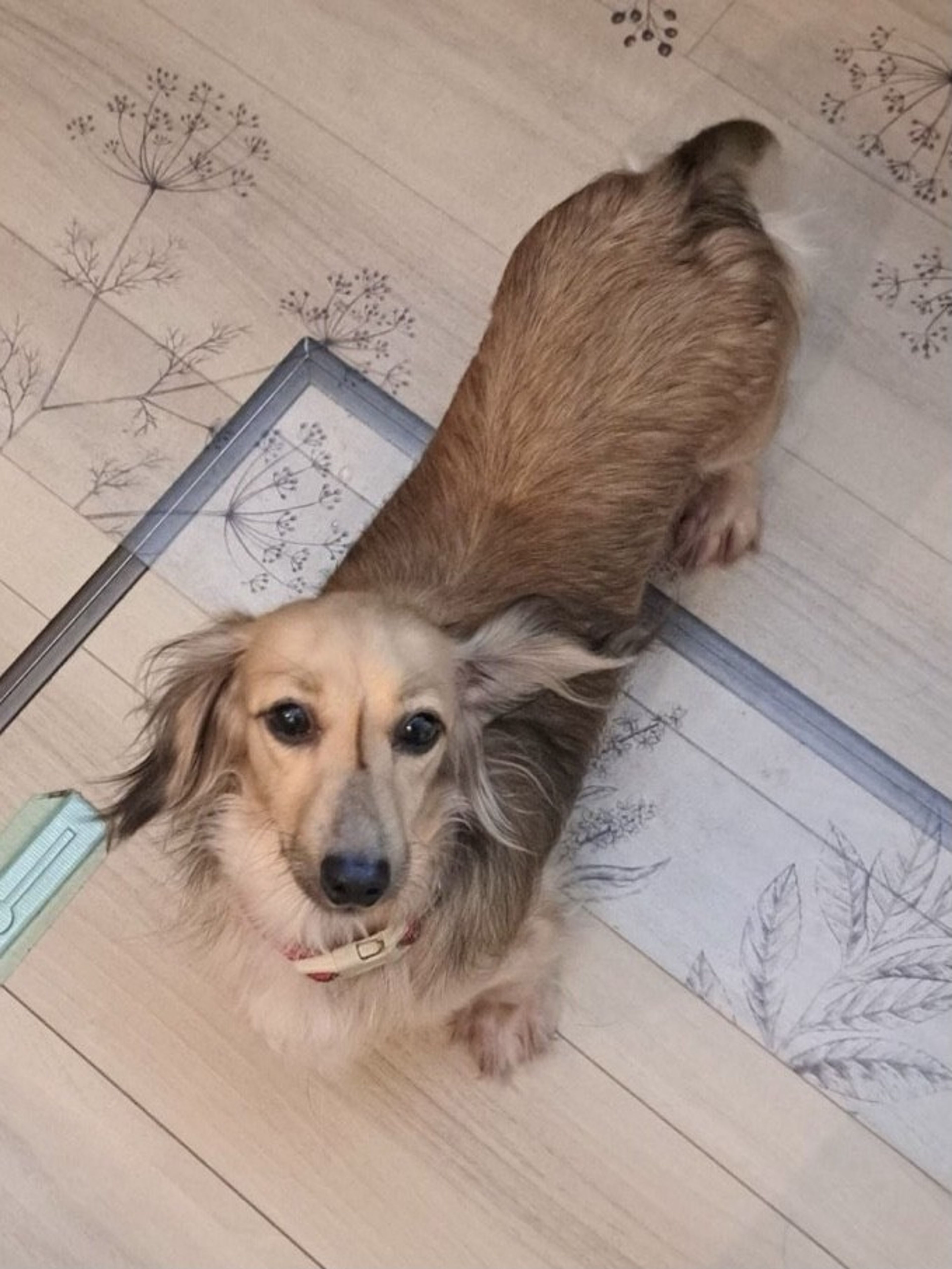 pet-image-2