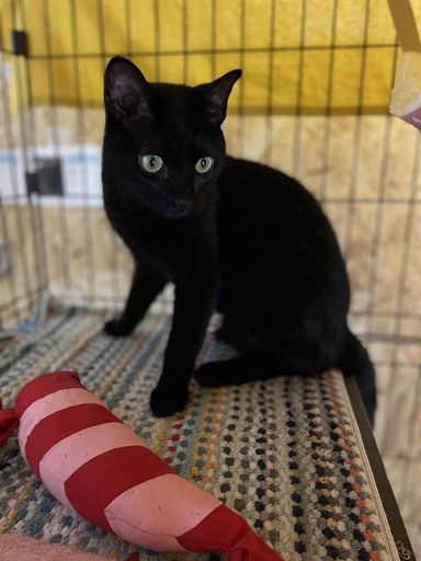 日本猫・オスの里親募集の写真