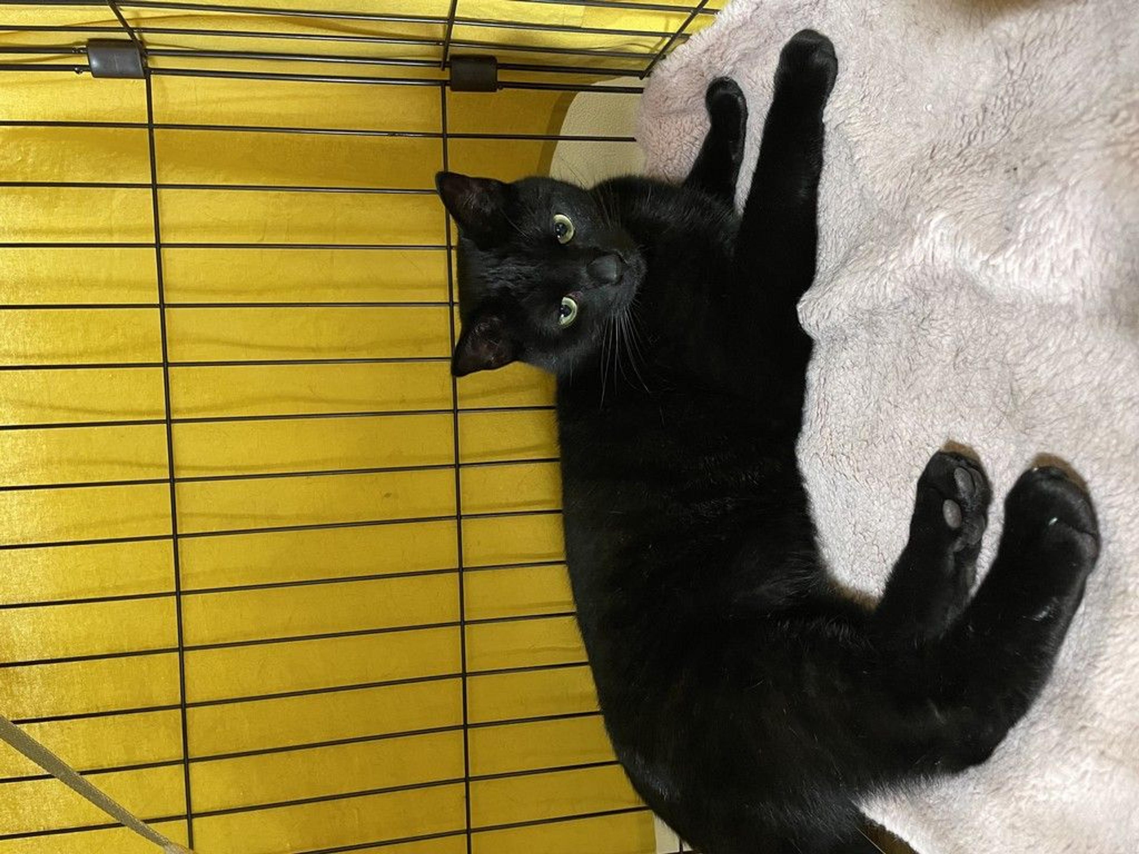 pet-image-2