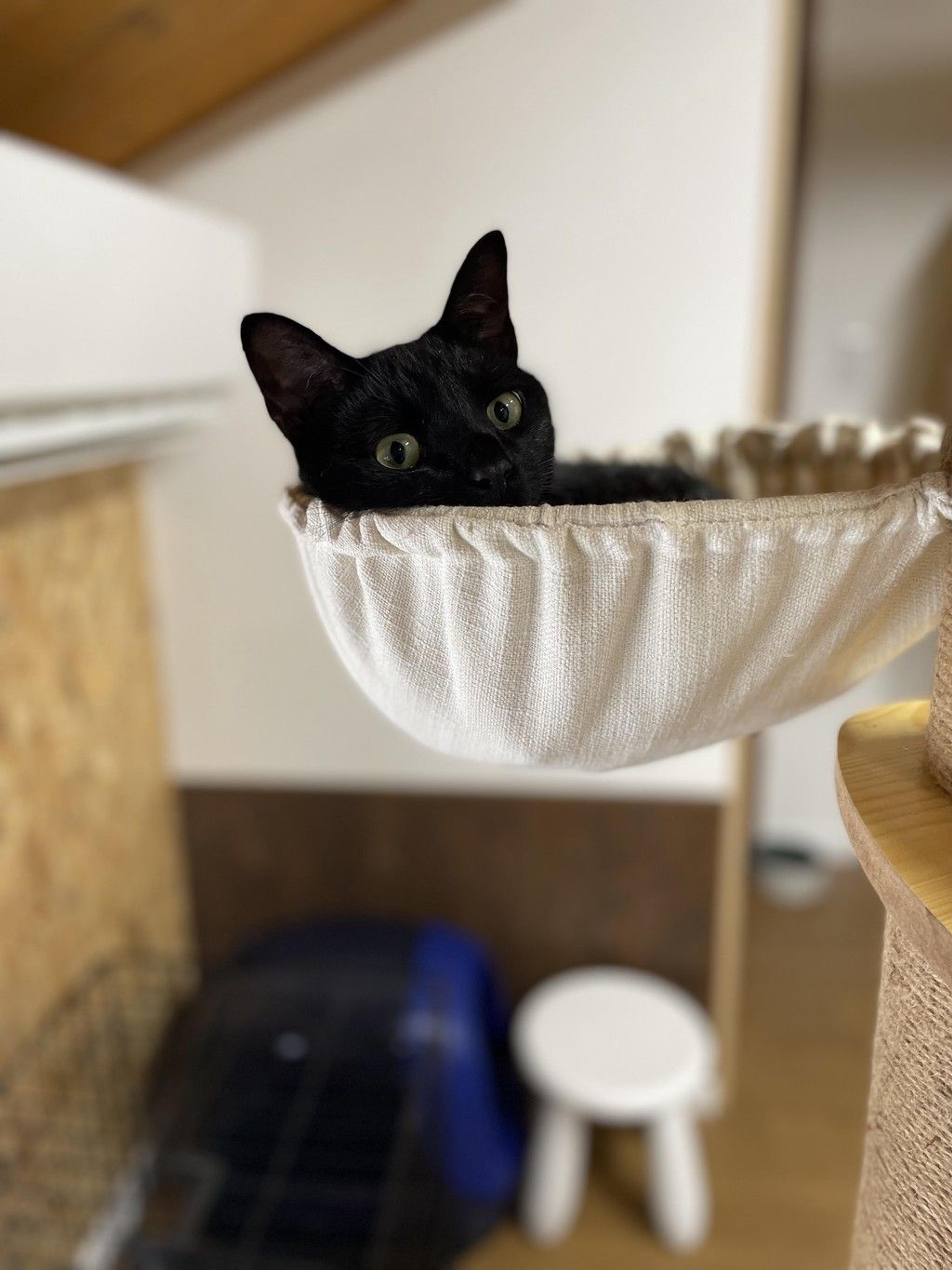 pet-image-3
