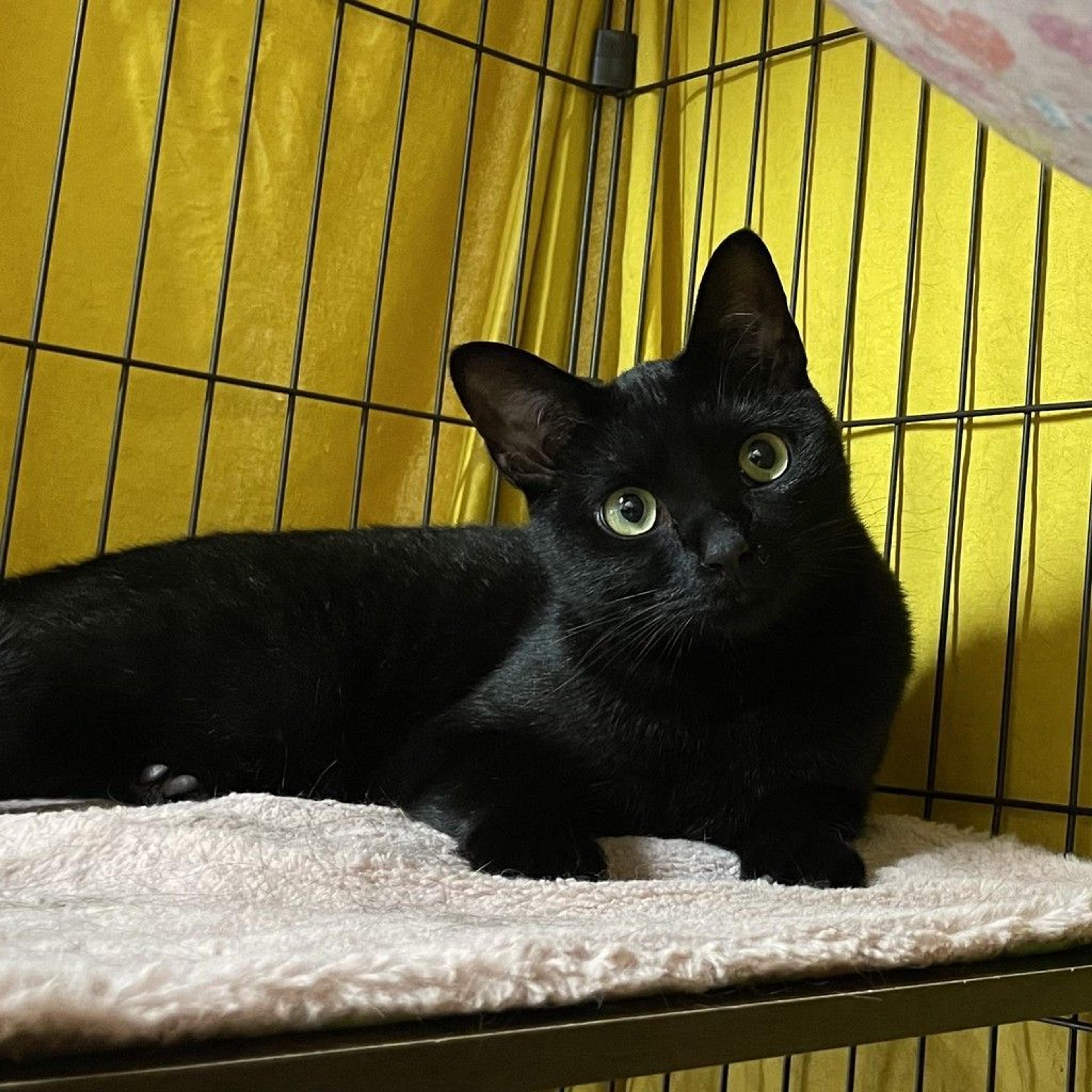 pet-image-4
