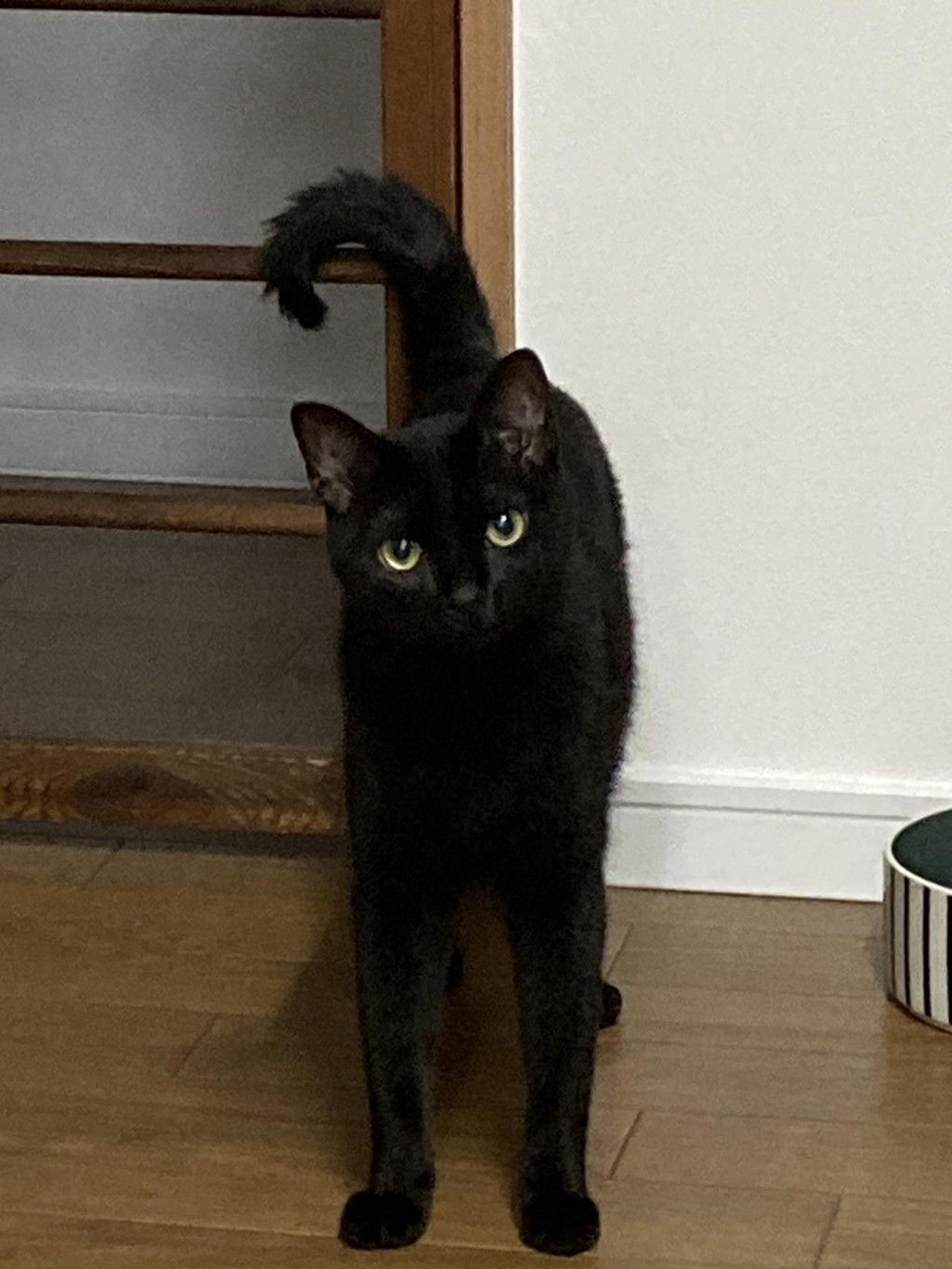 pet-image-5