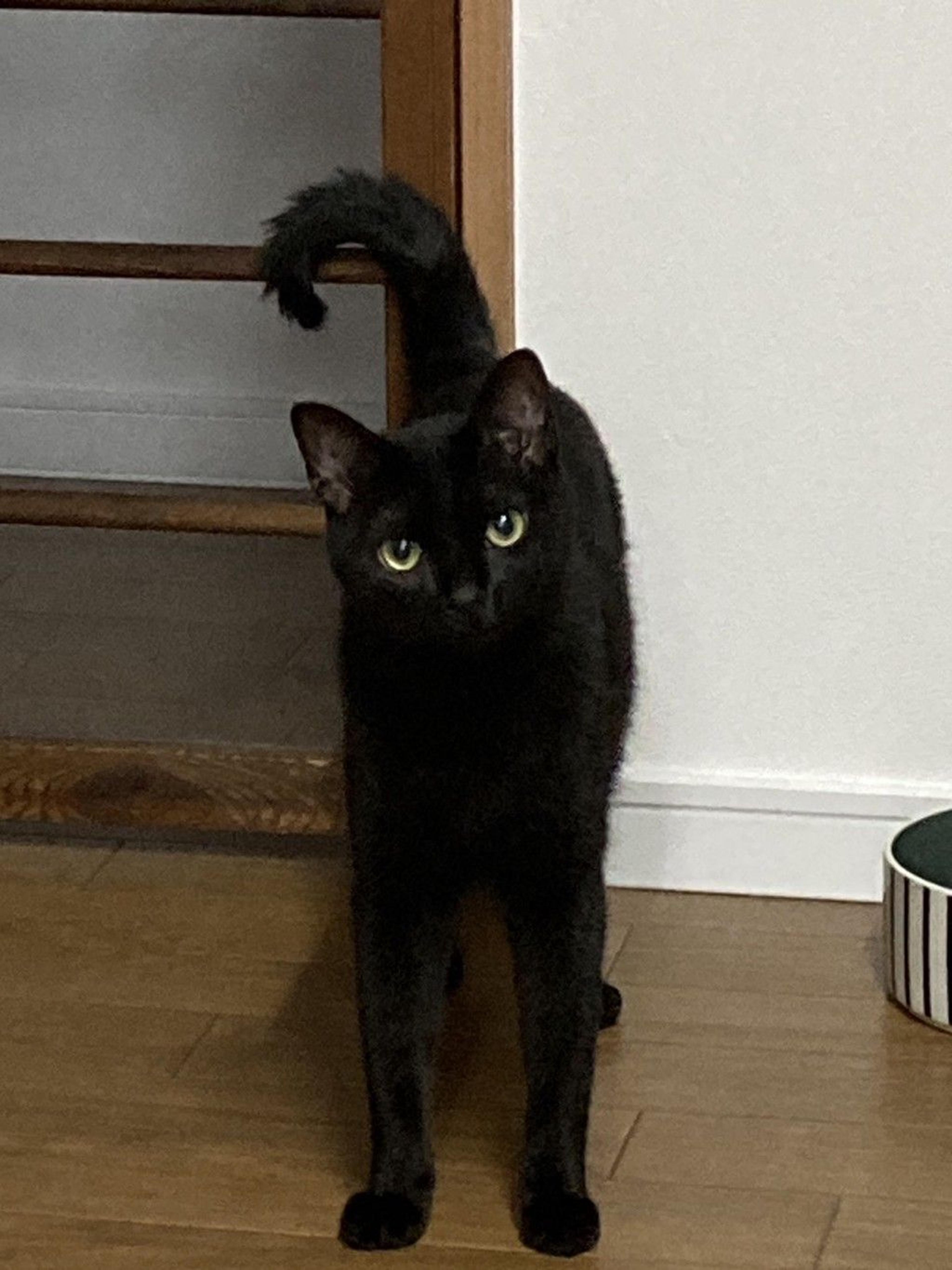 pet-image-5
