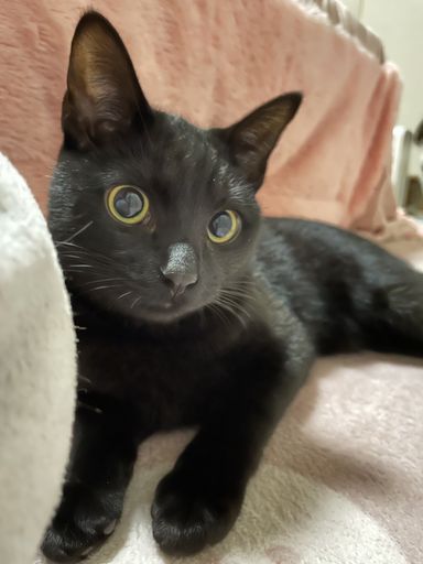 ラン