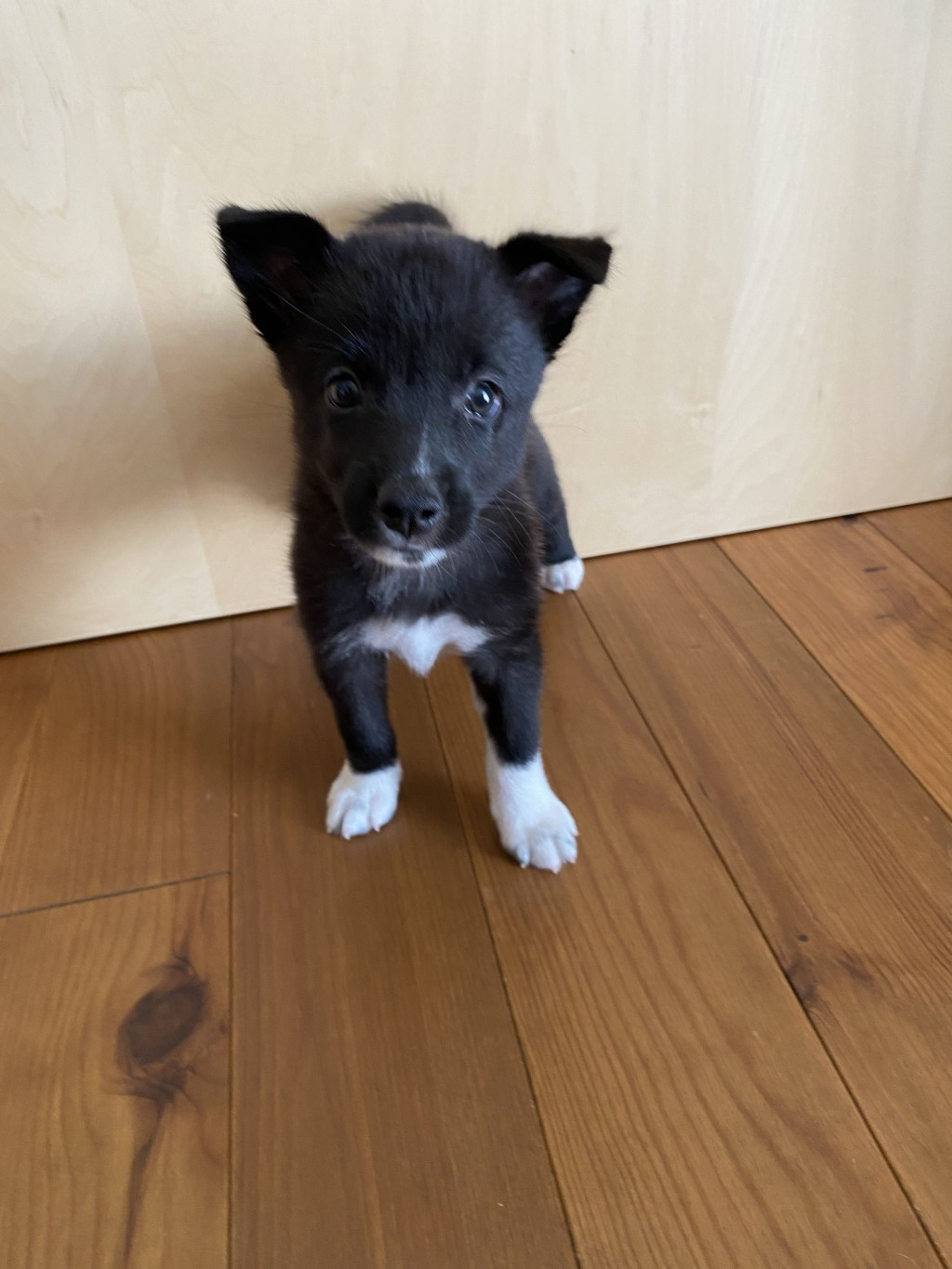 pet-image-4