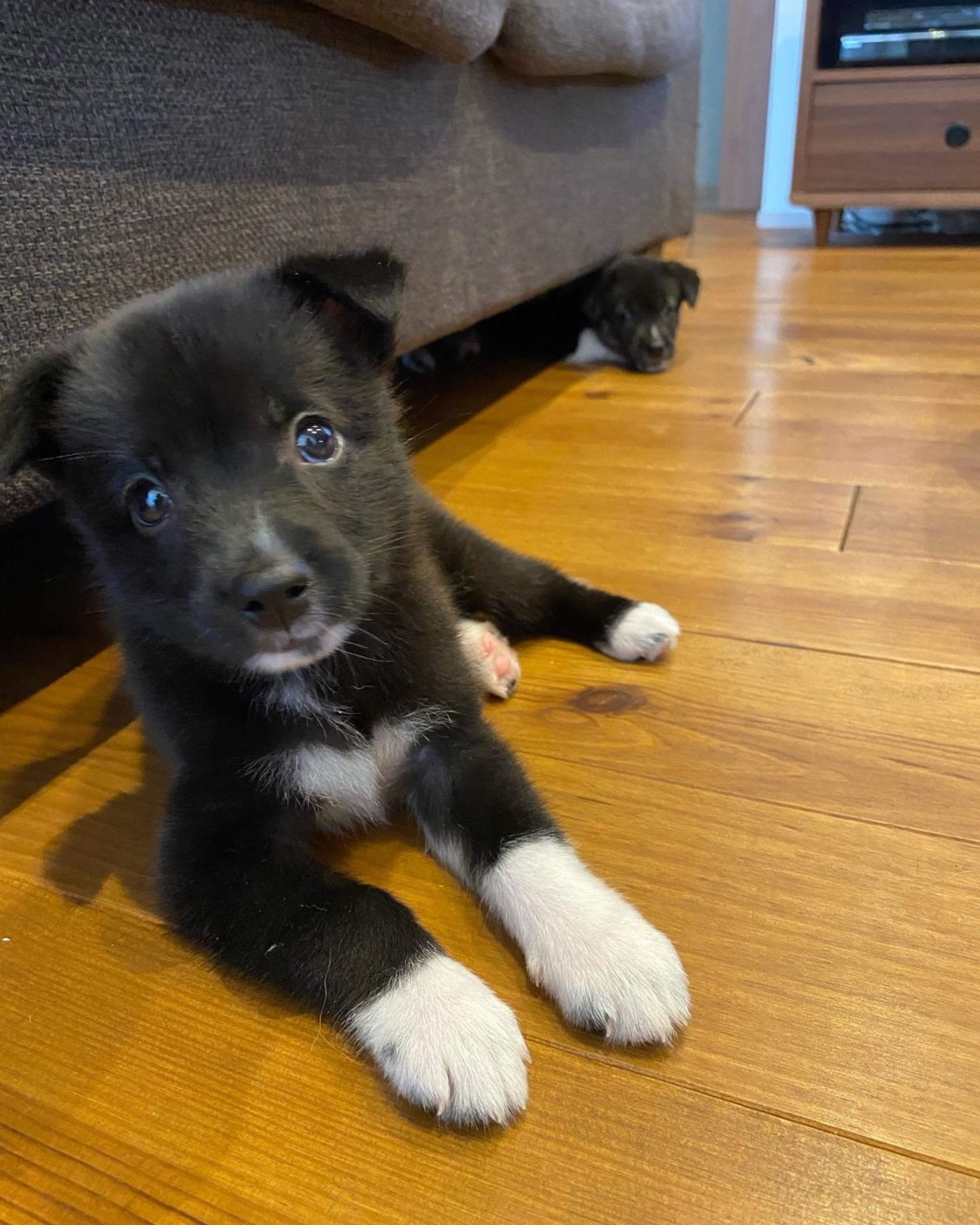 pet-image-5