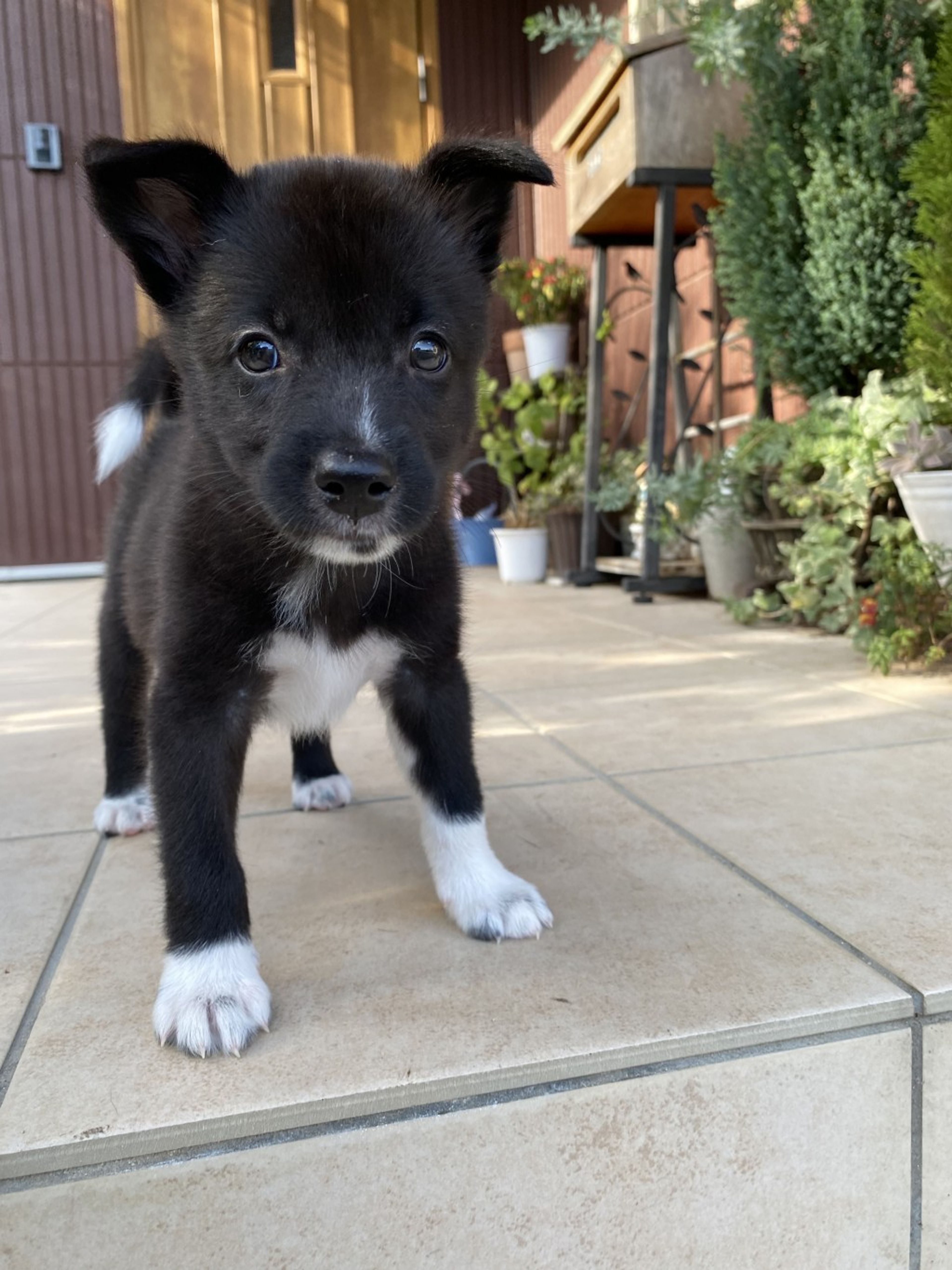 pet-image-2
