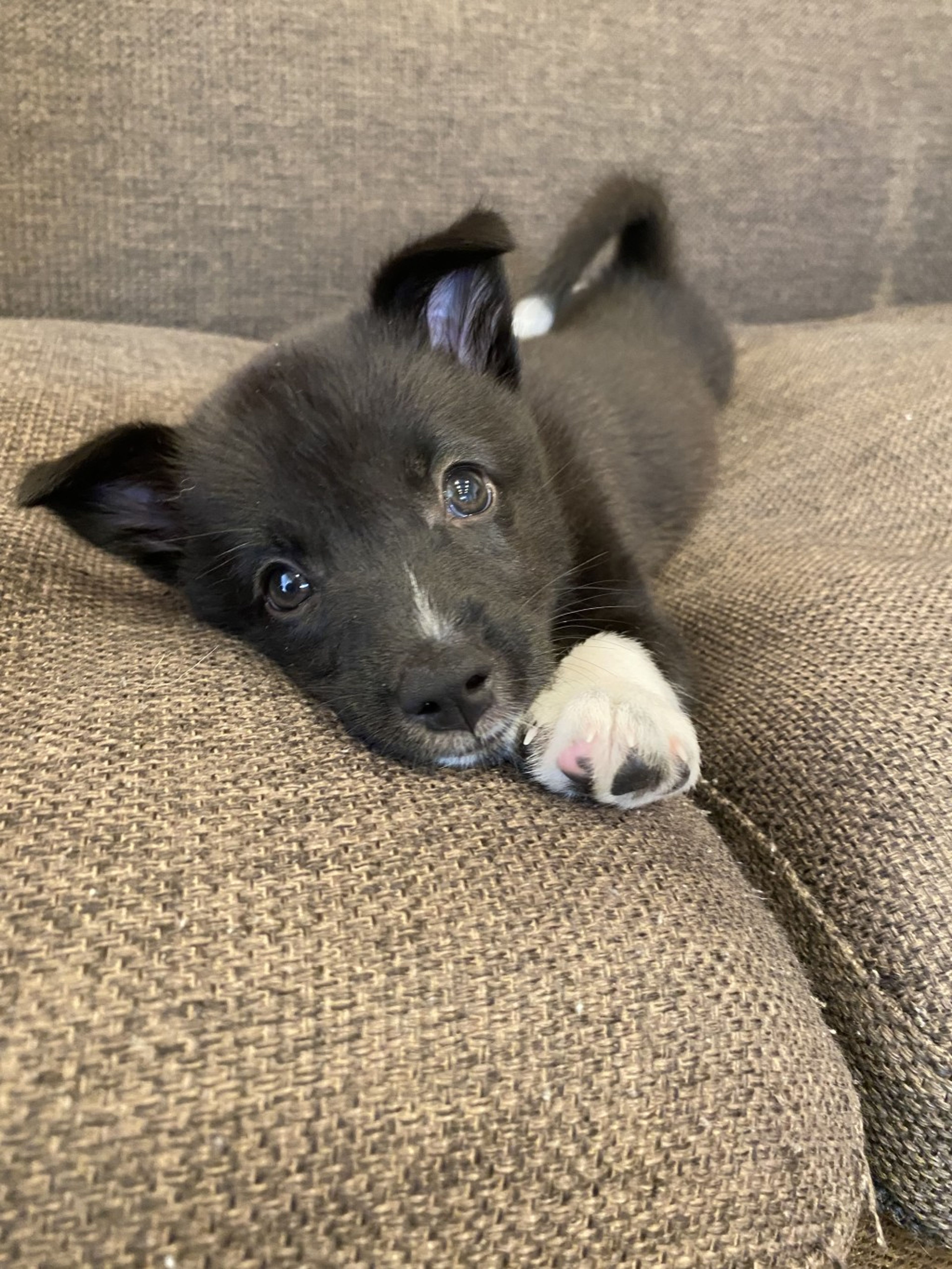 pet-image-3