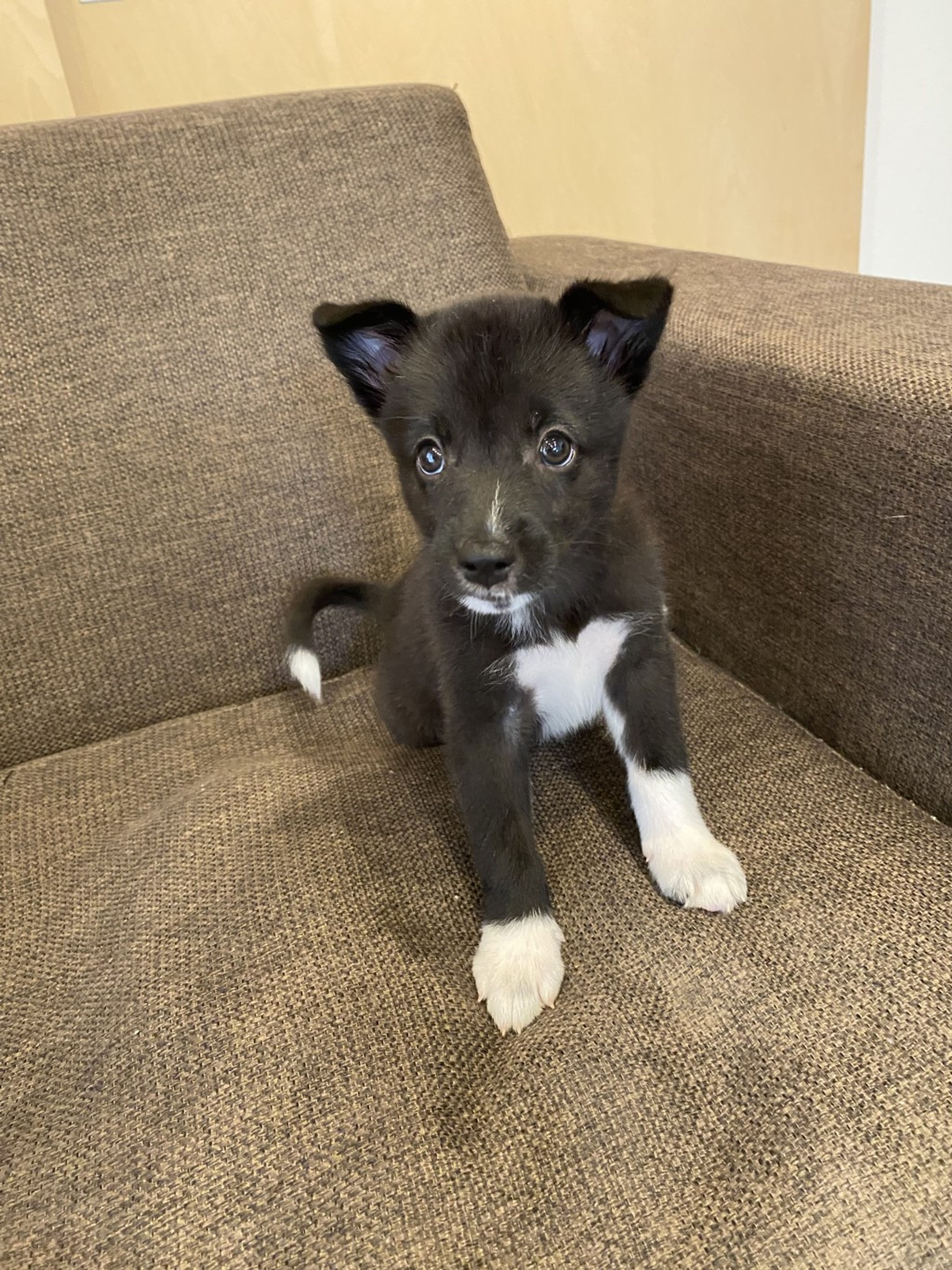 雑種（ミックス犬）・メスの里親募集の写真