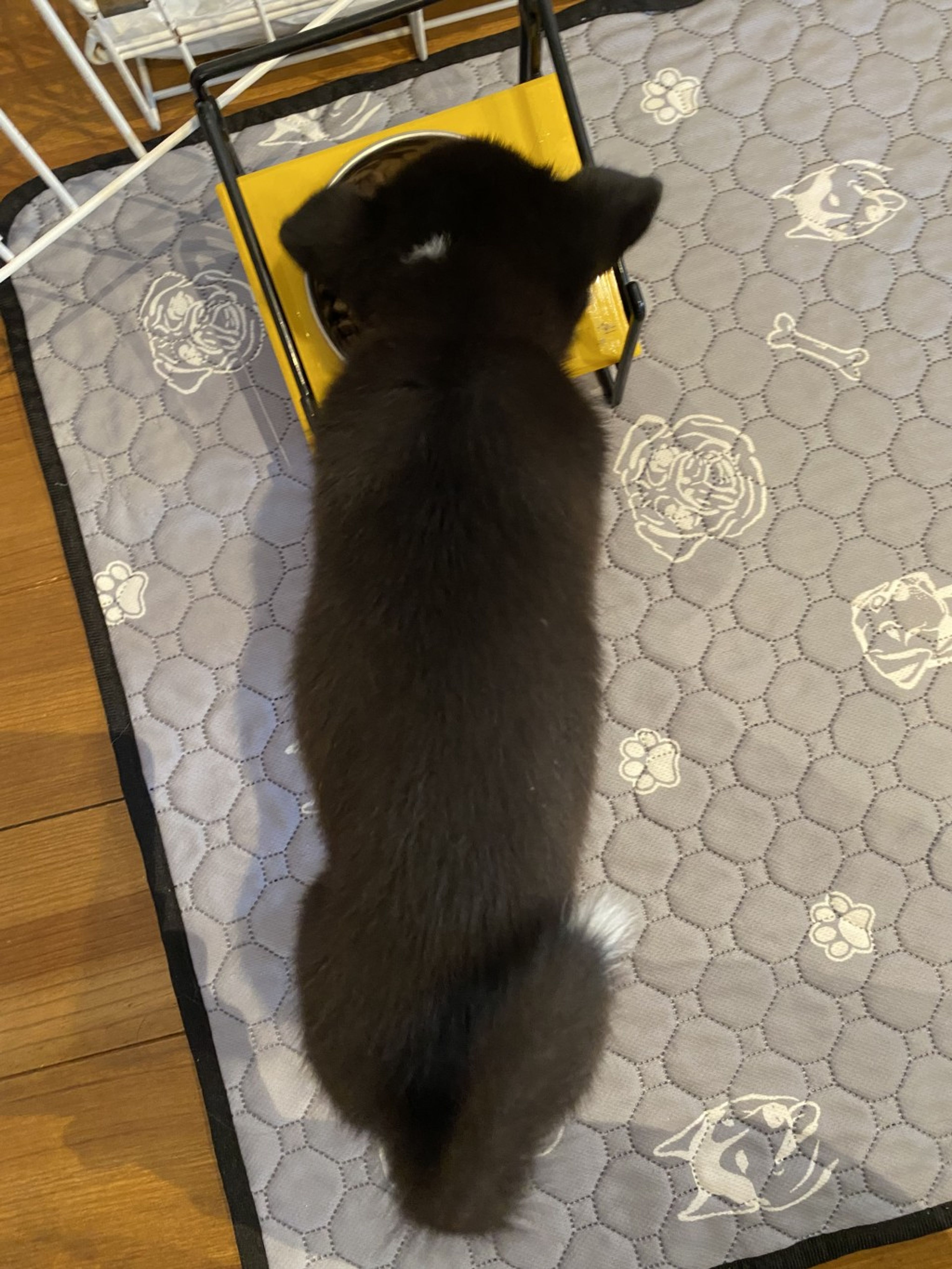pet-image-6