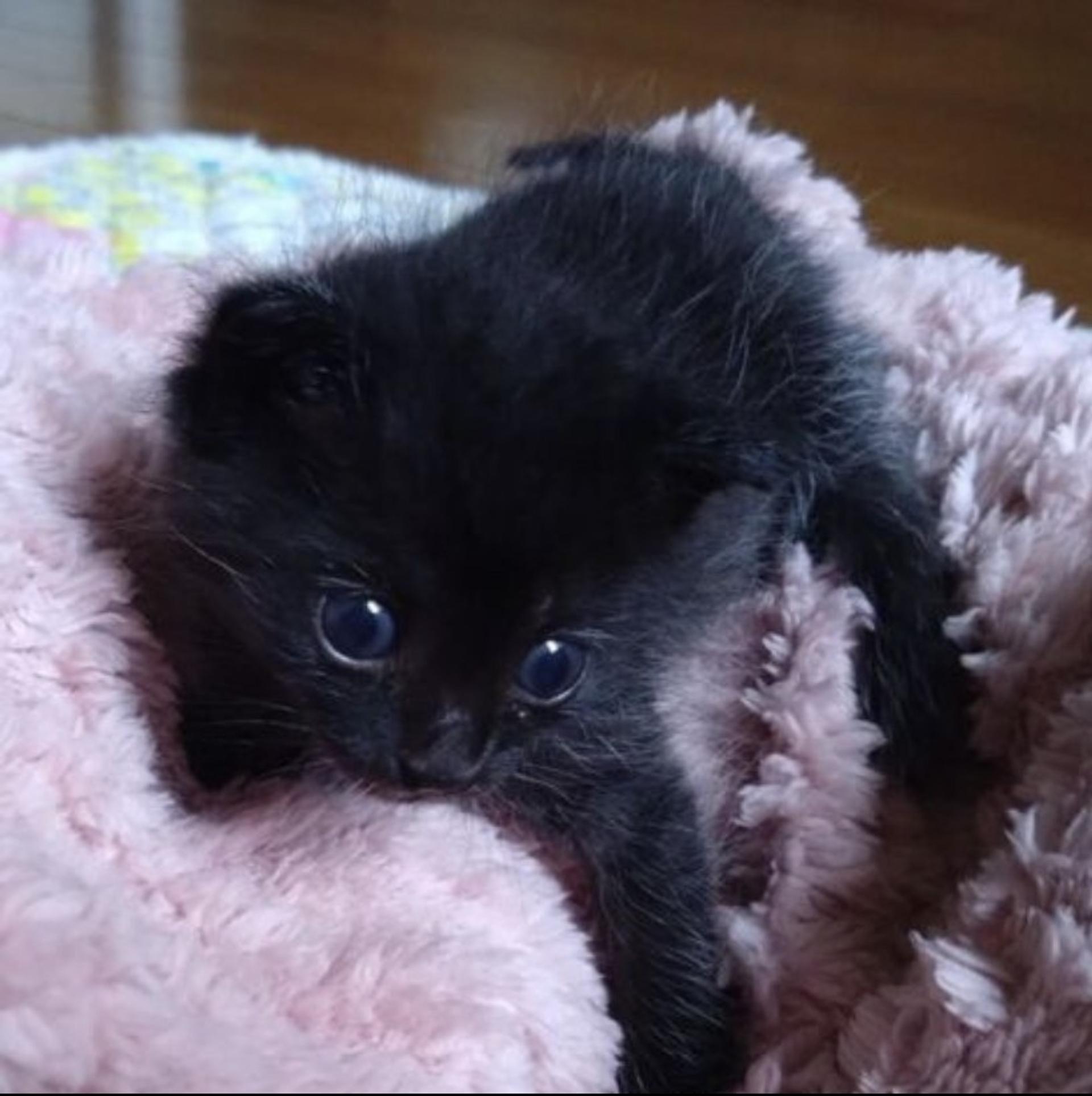 pet-image-3
