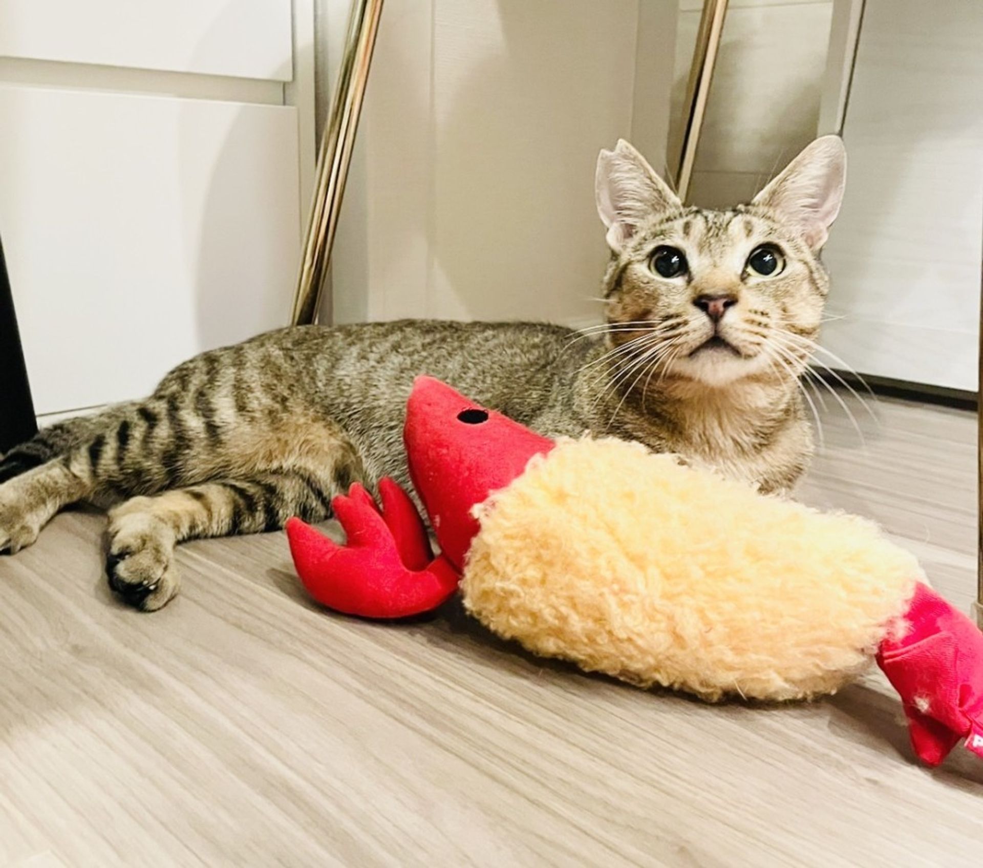 雑種（ミックス猫）・オスの里親募集の写真