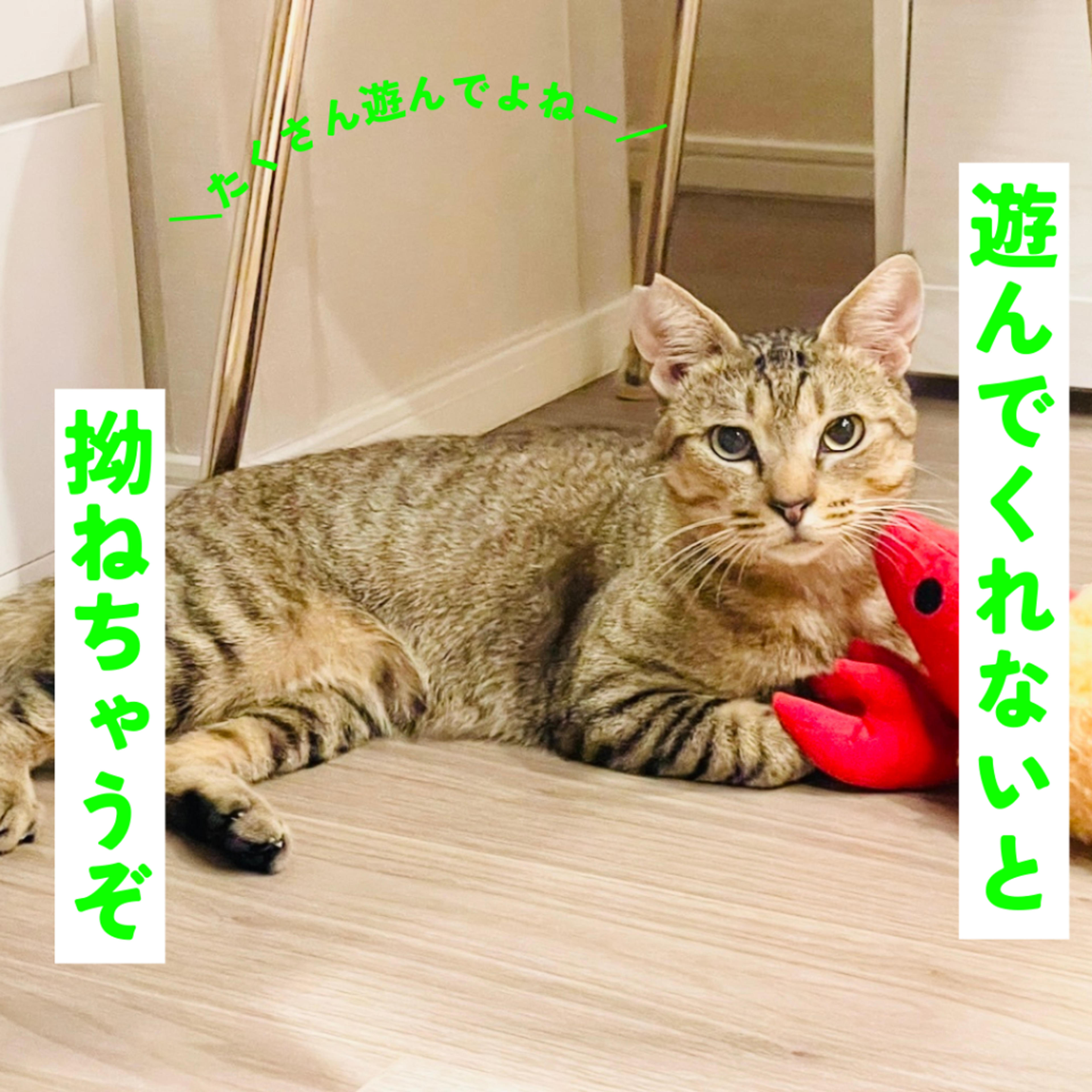 pet-image-3