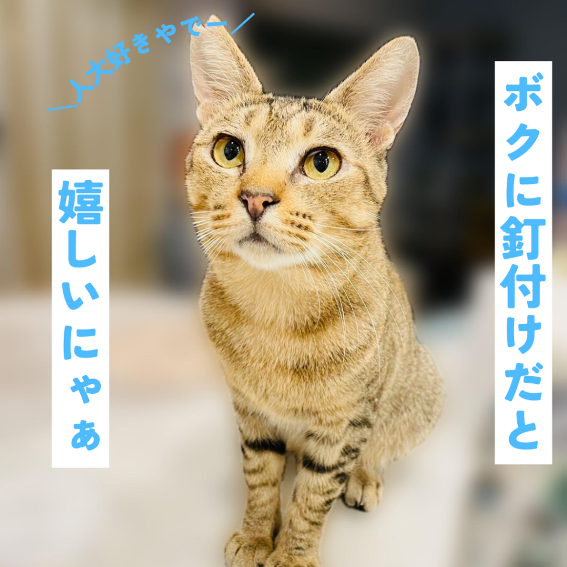 pet-image-4