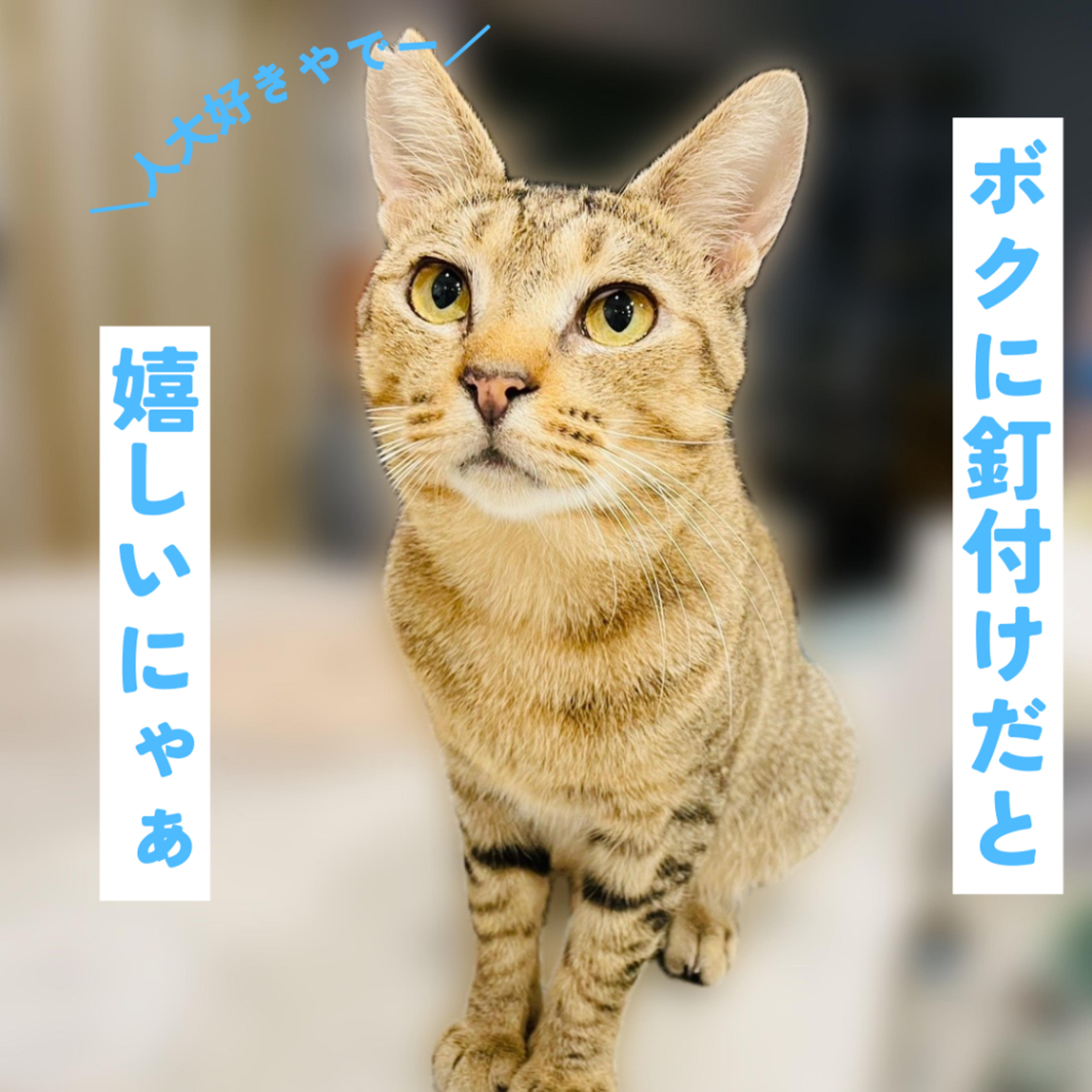 pet-image-4