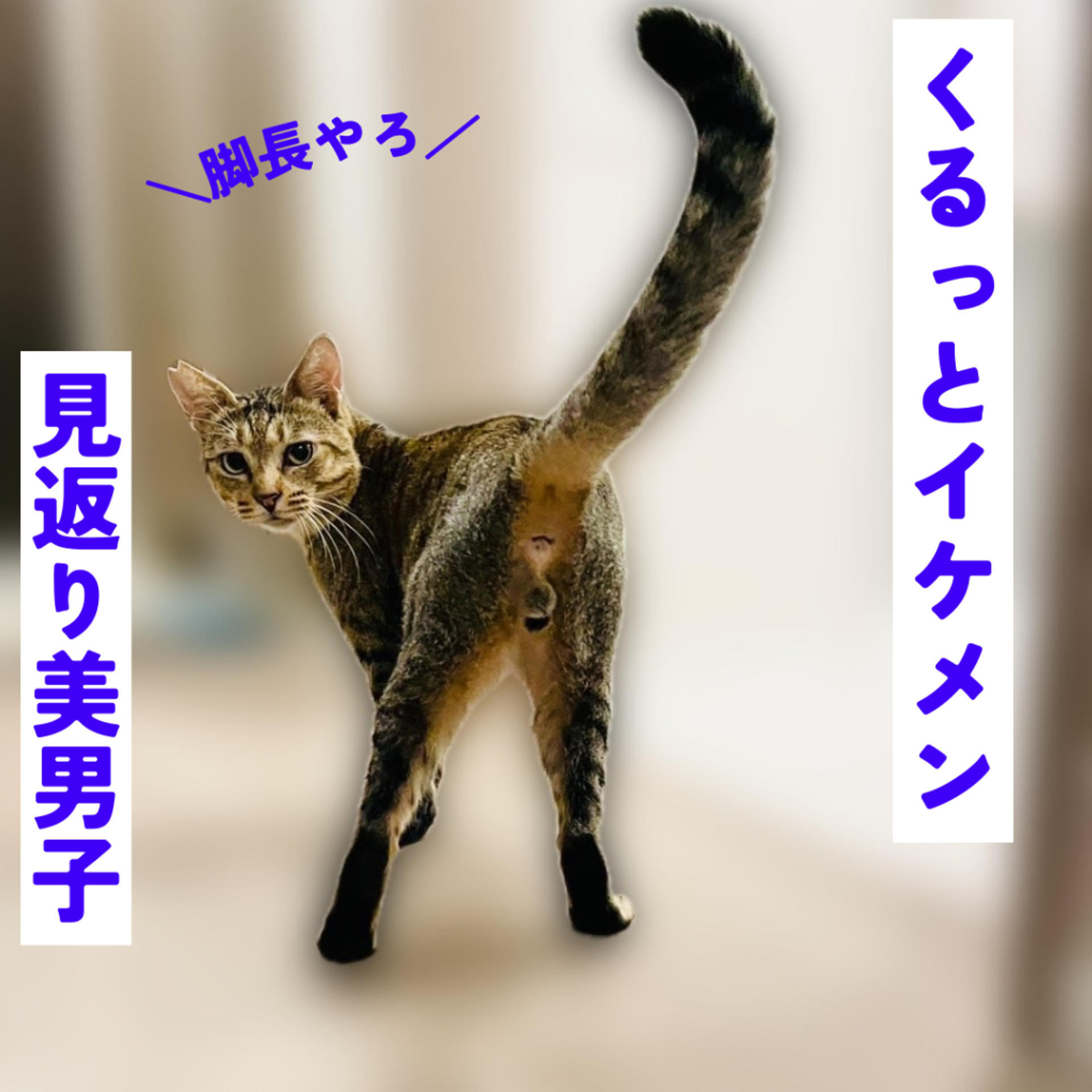 pet-image-5