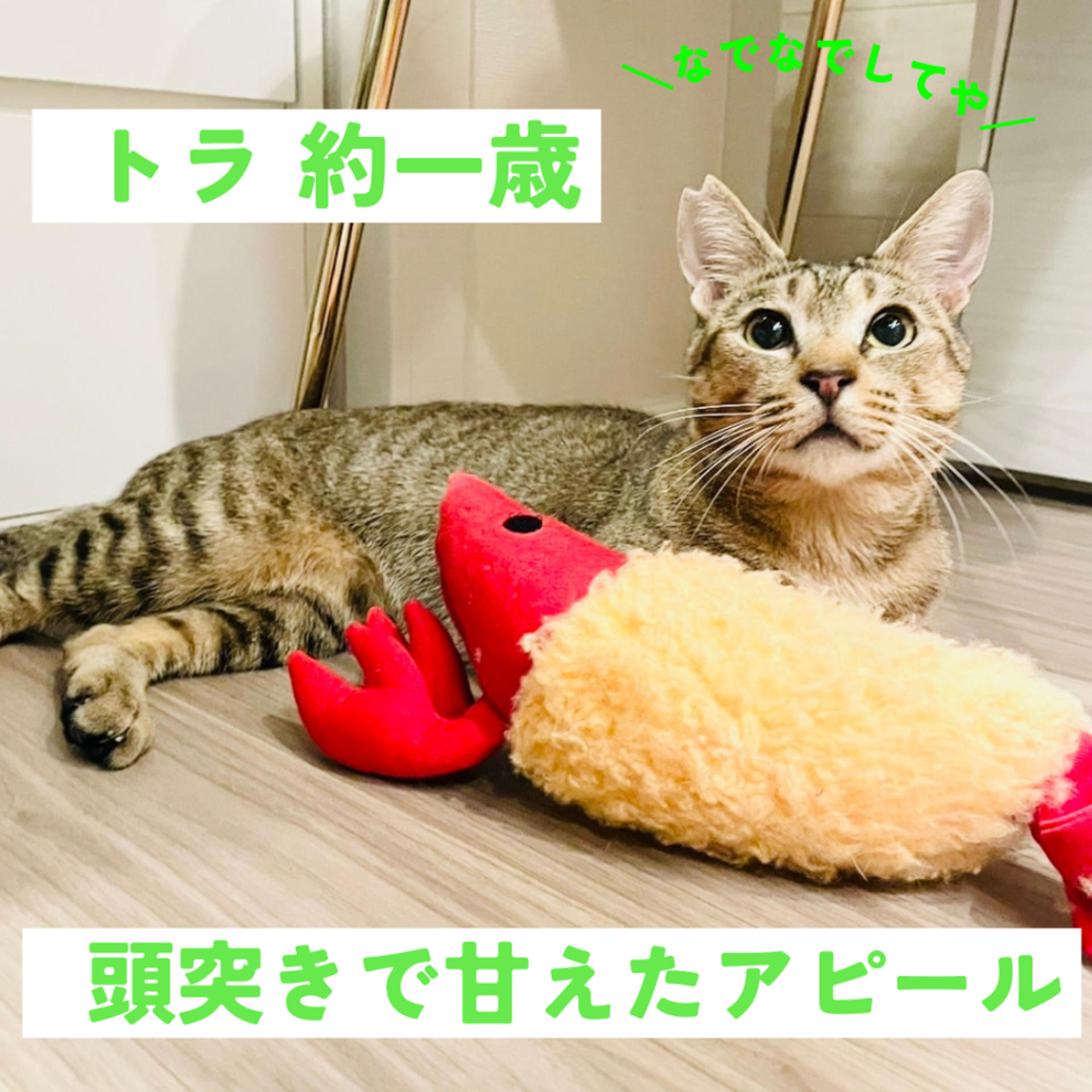 pet-image-6