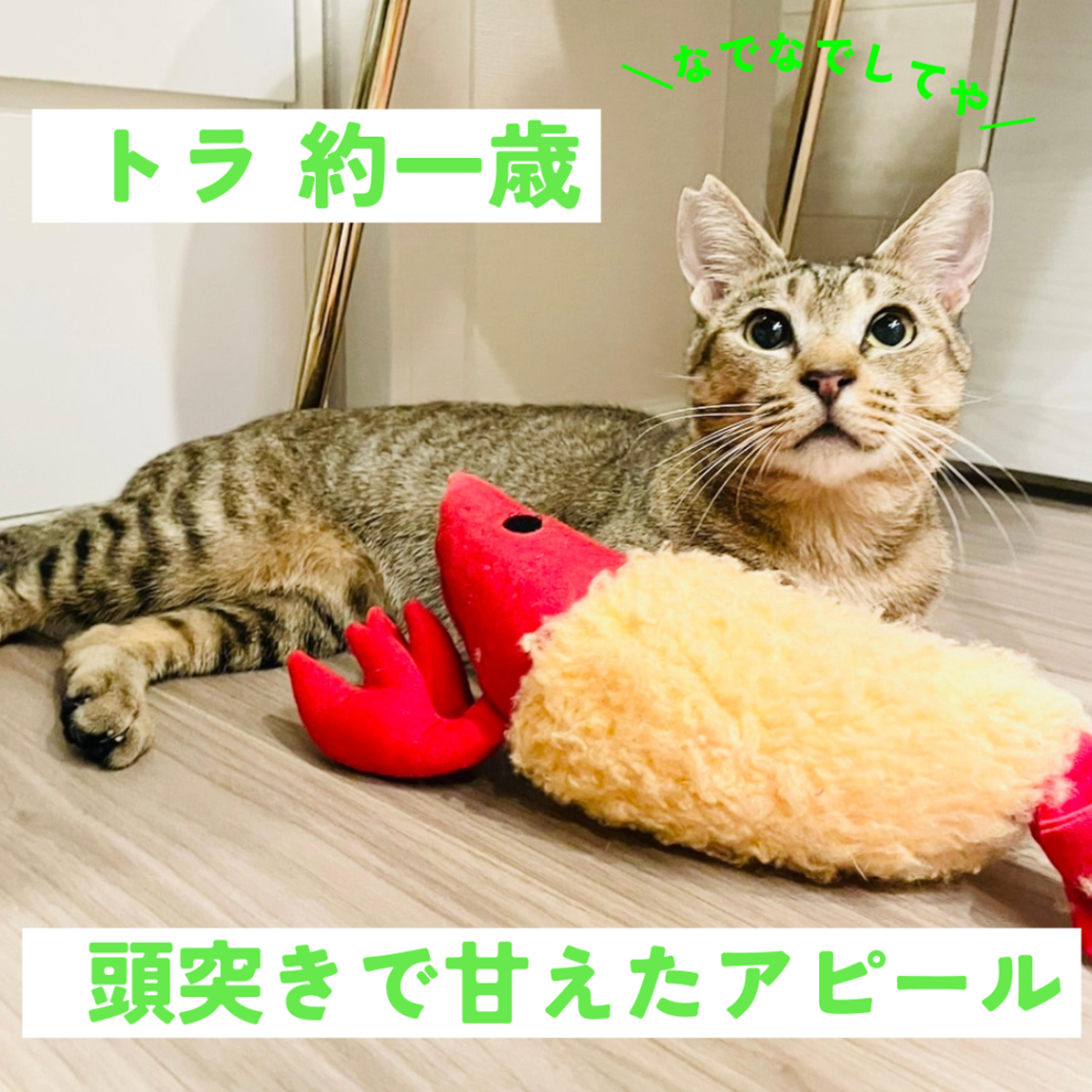 pet-image-6