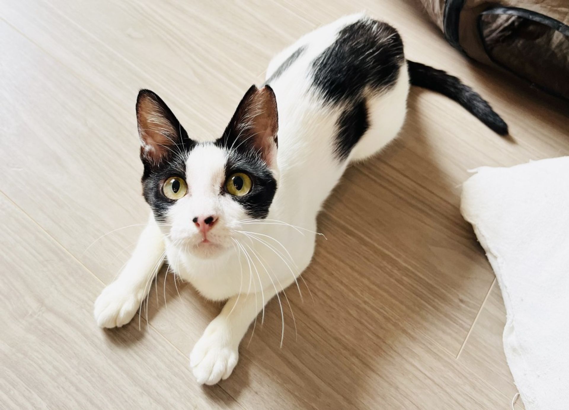 雑種（ミックス猫）・メスの里親募集の写真