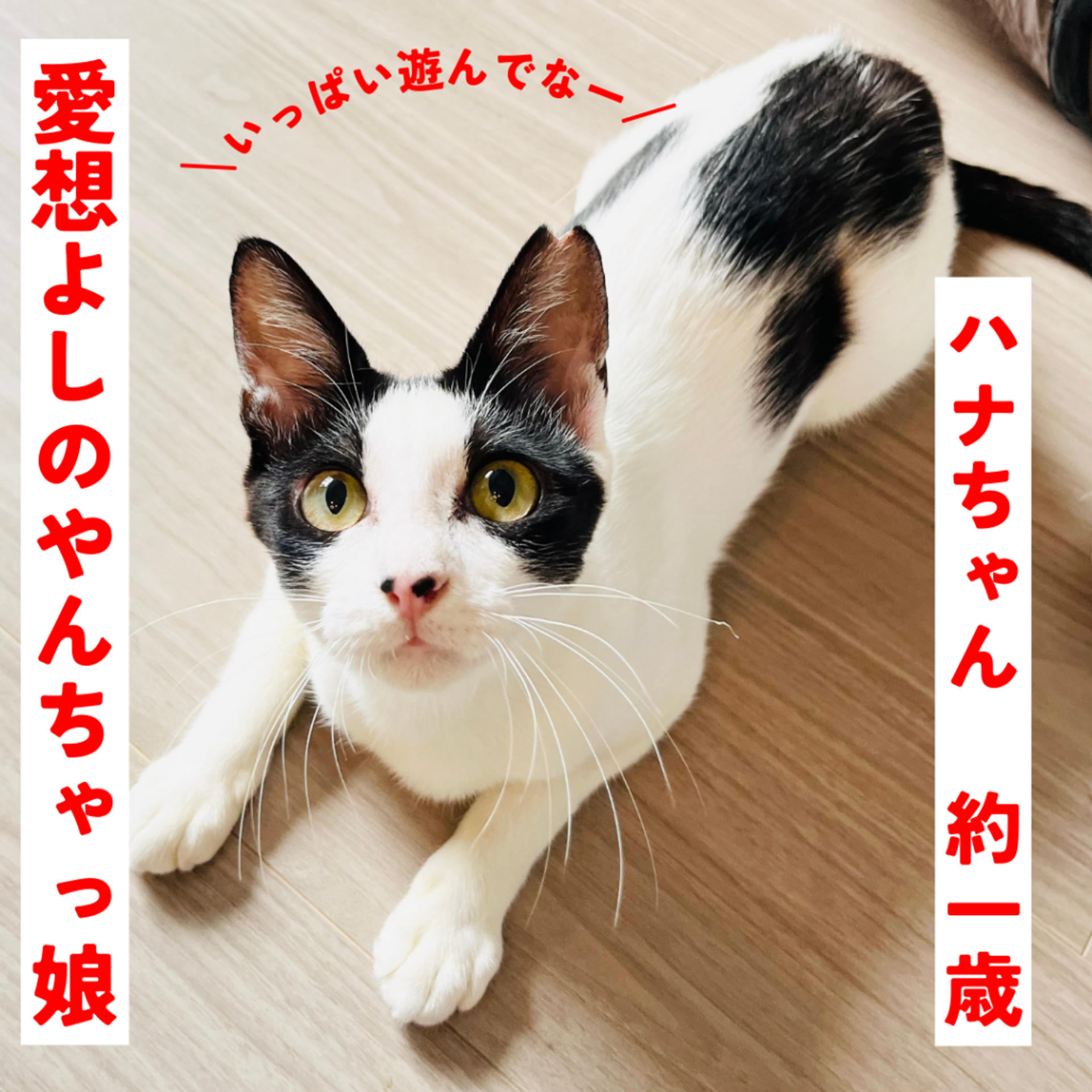 pet-image-5