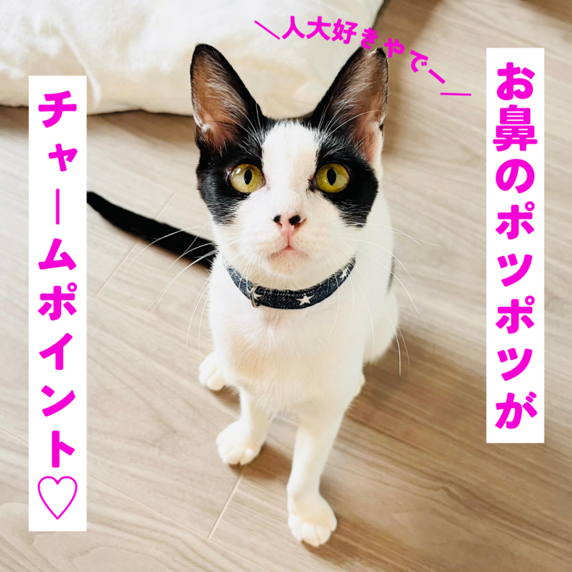 pet-image-2