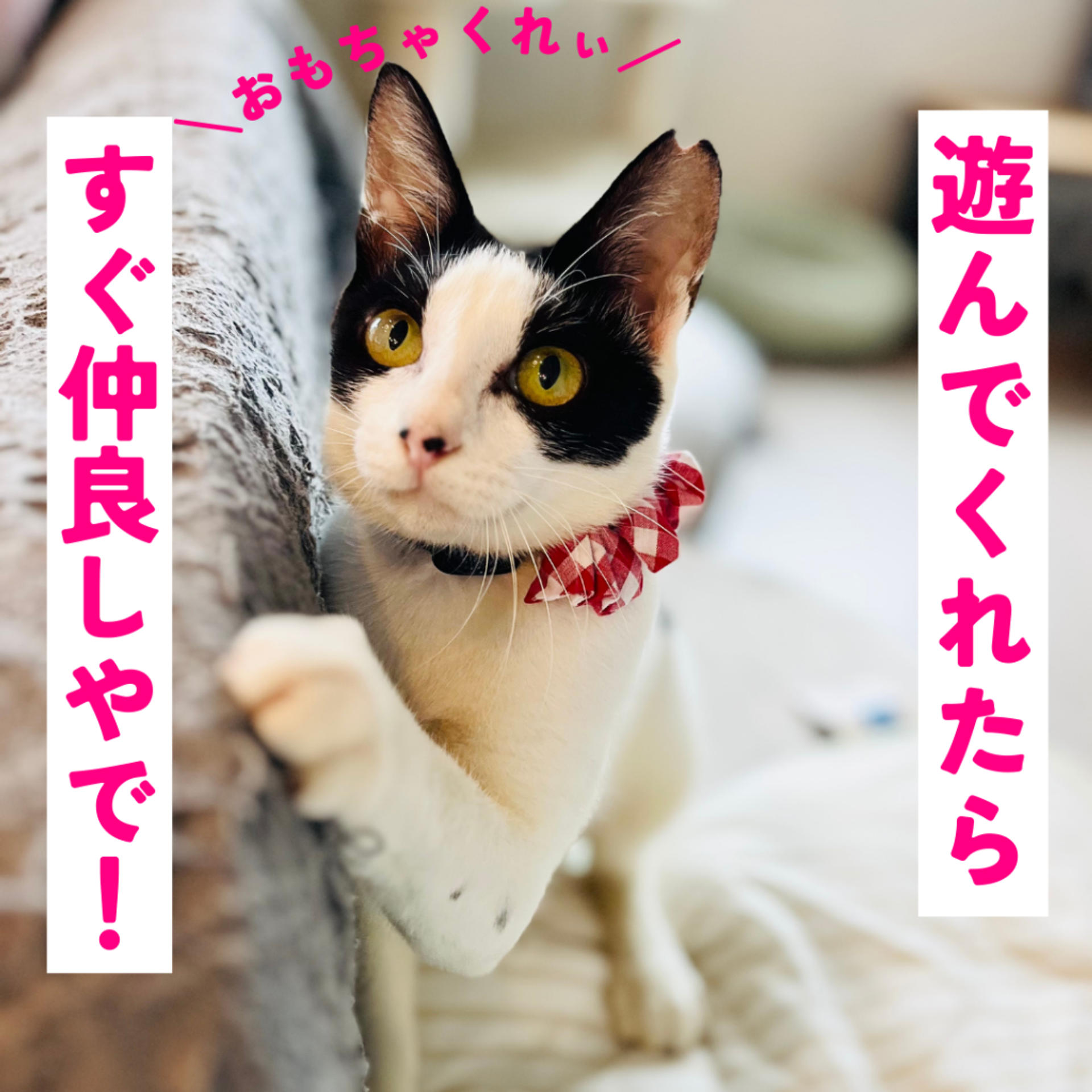 pet-image-4