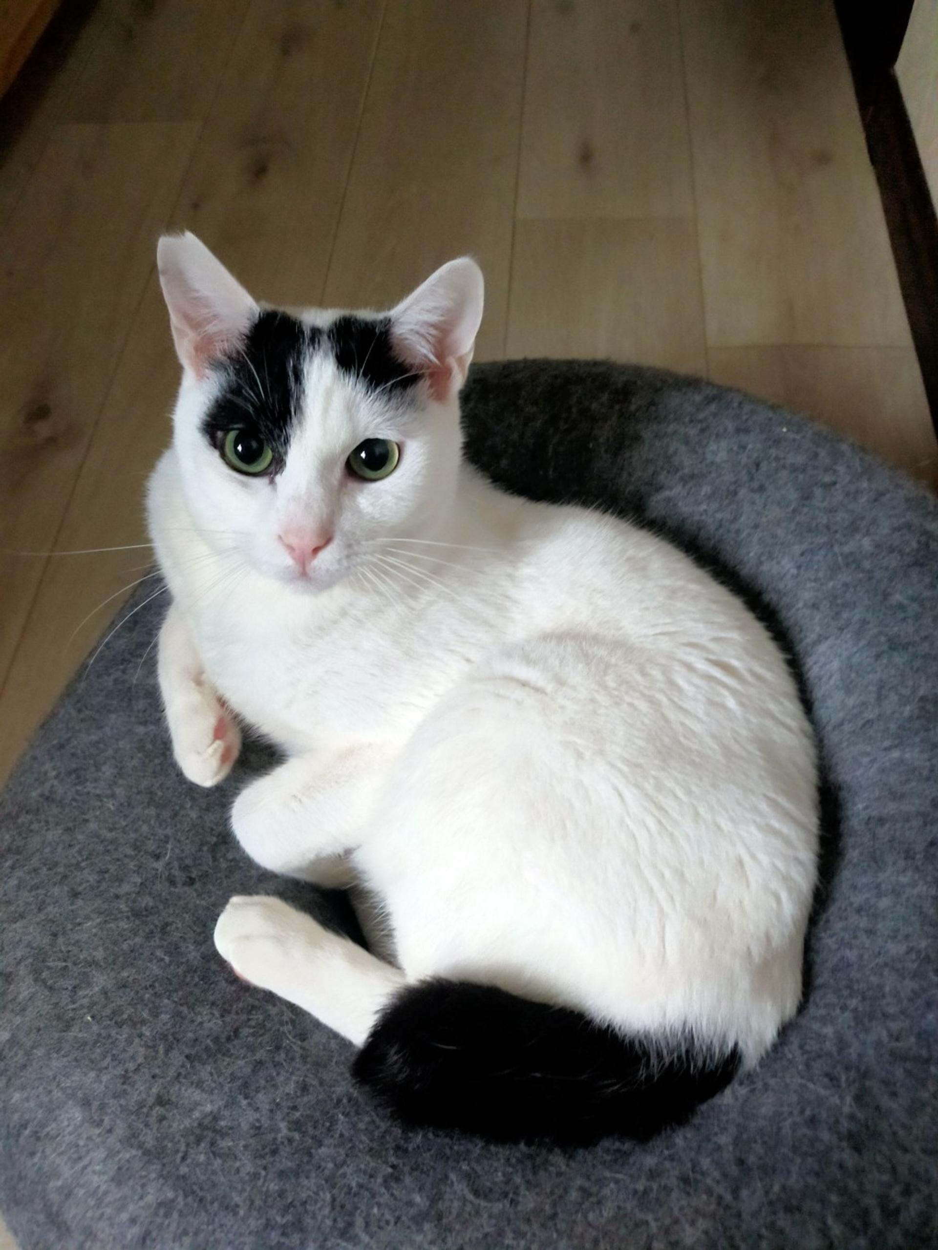 pet-image-2
