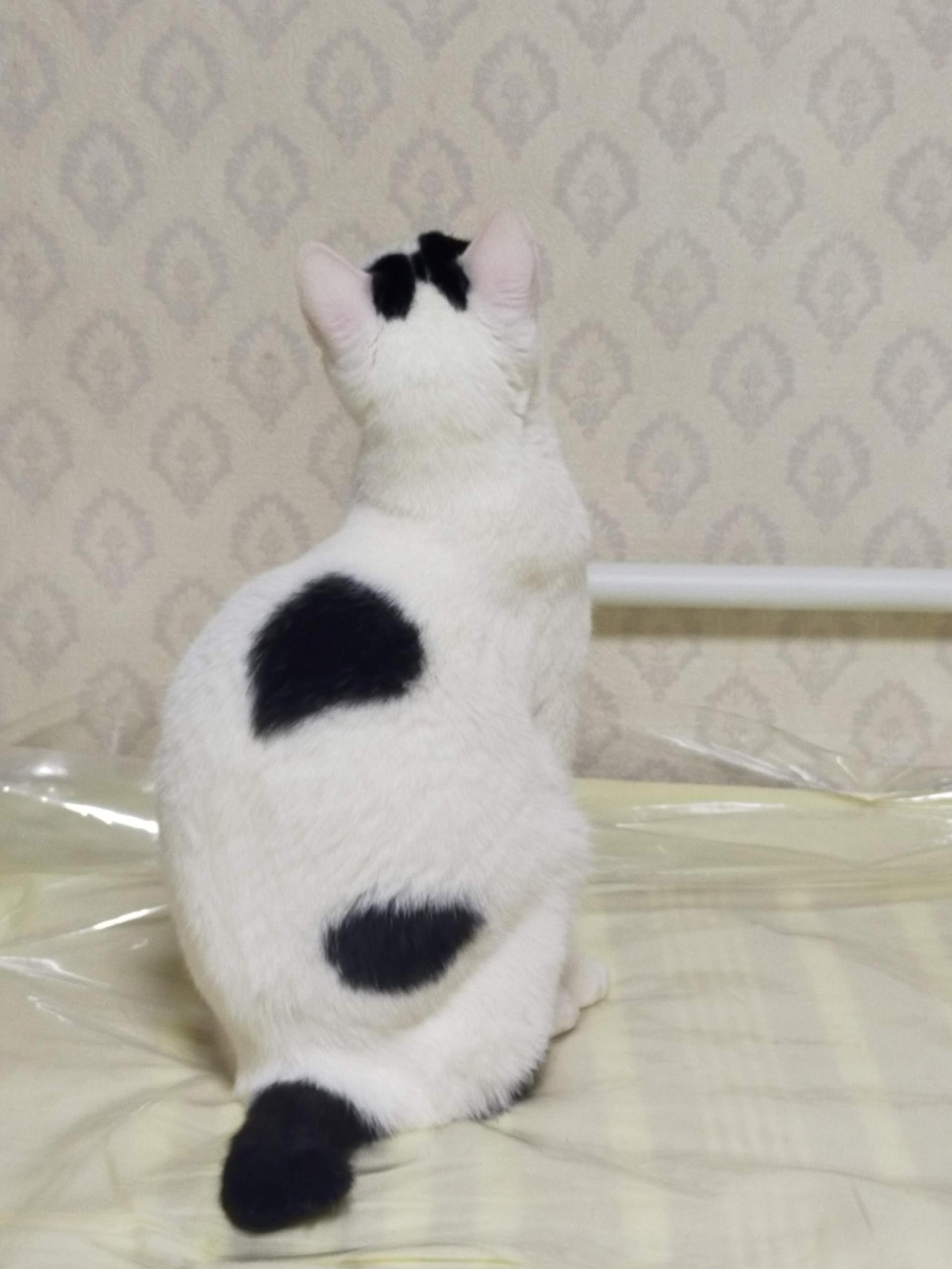 pet-image-3