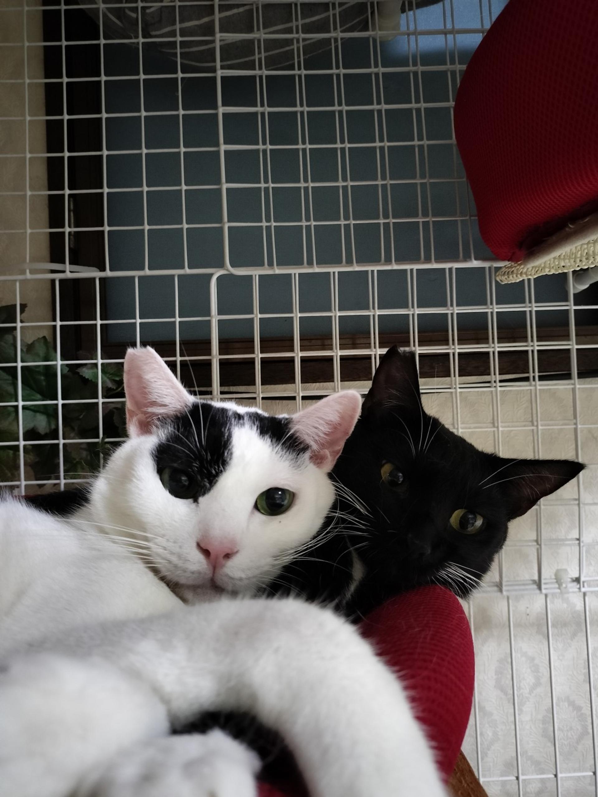 pet-image-5