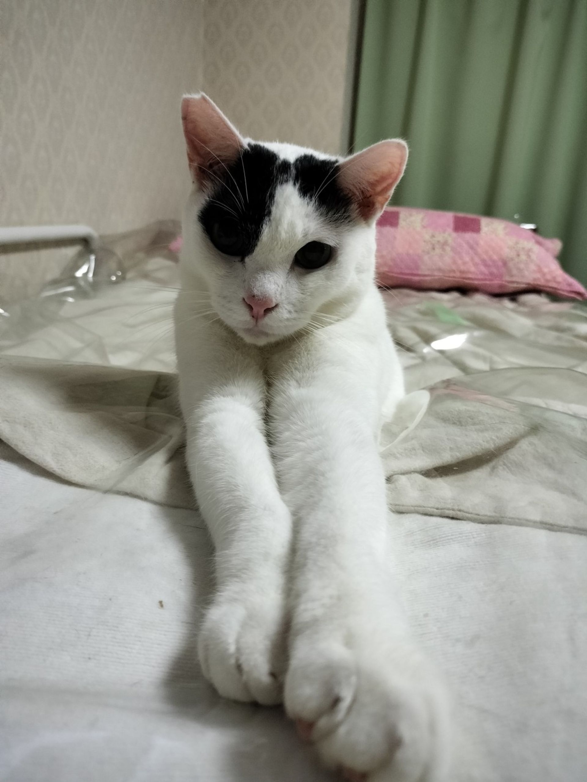 雑種（ミックス猫）・オスの里親募集の写真