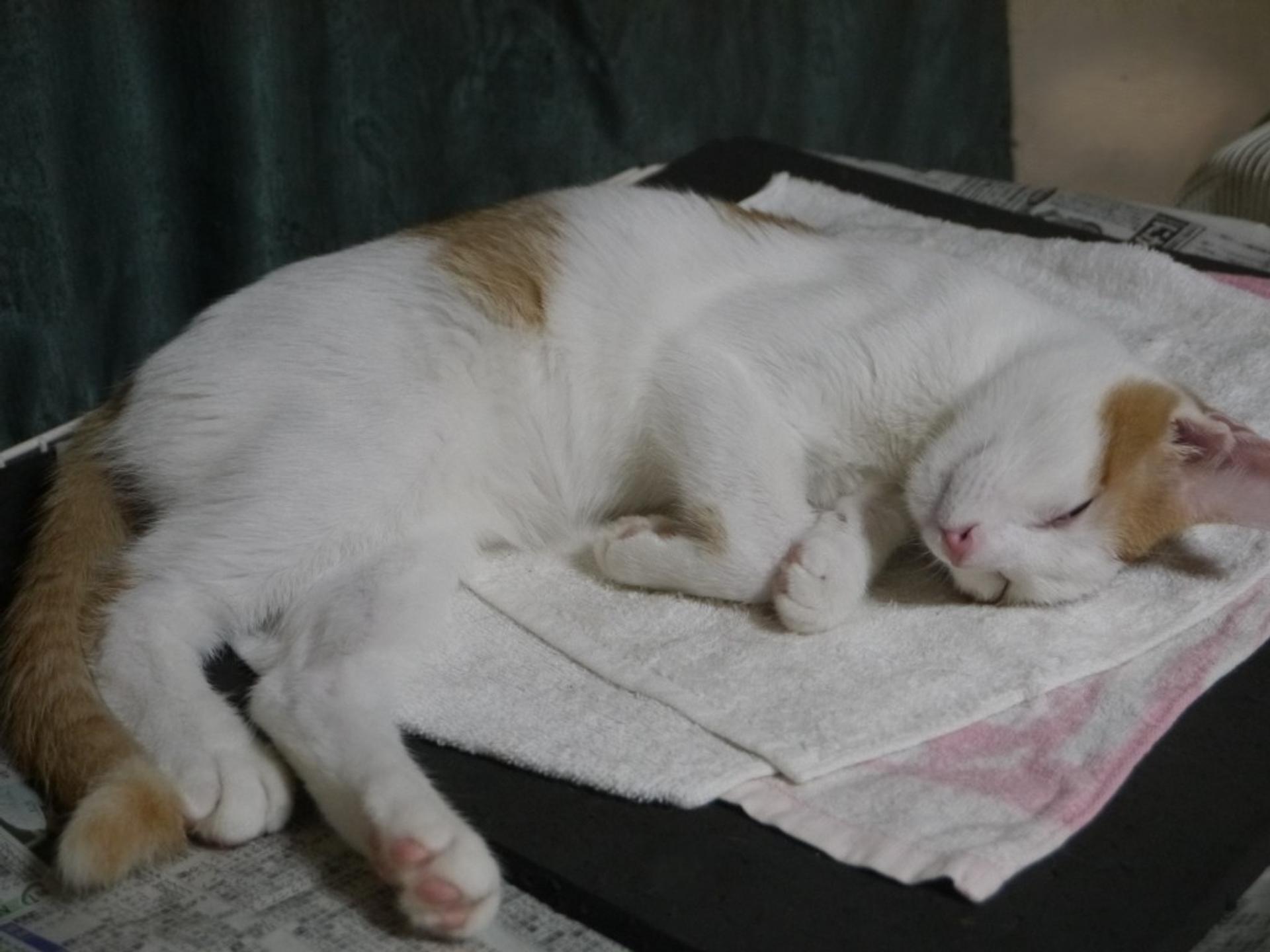 pet-image-4