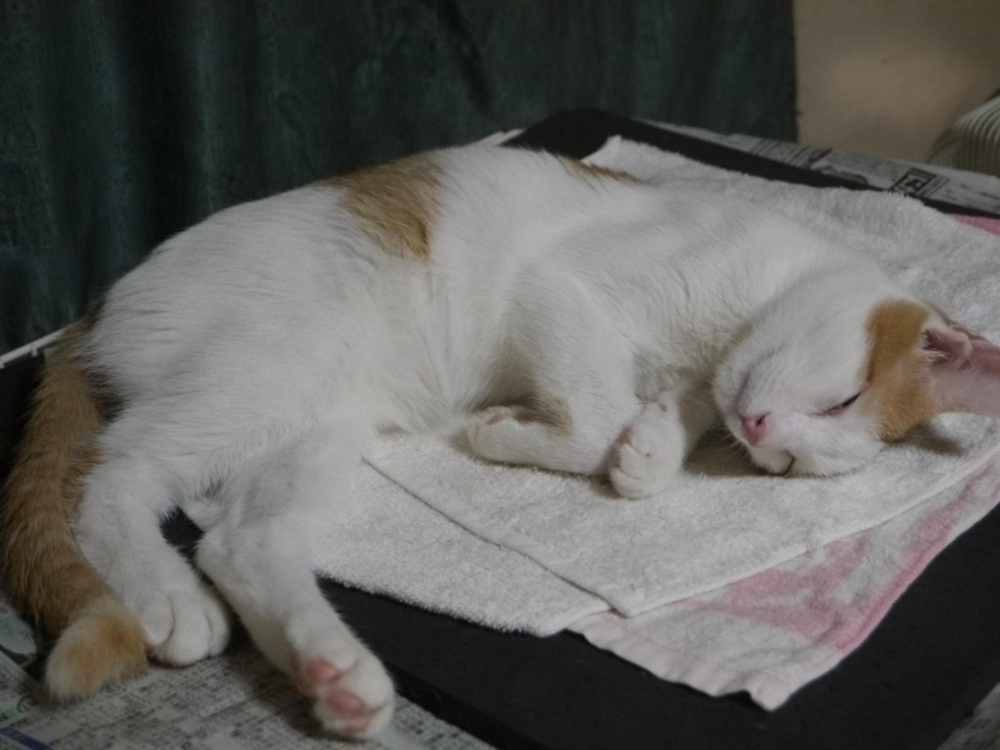 pet-image-4