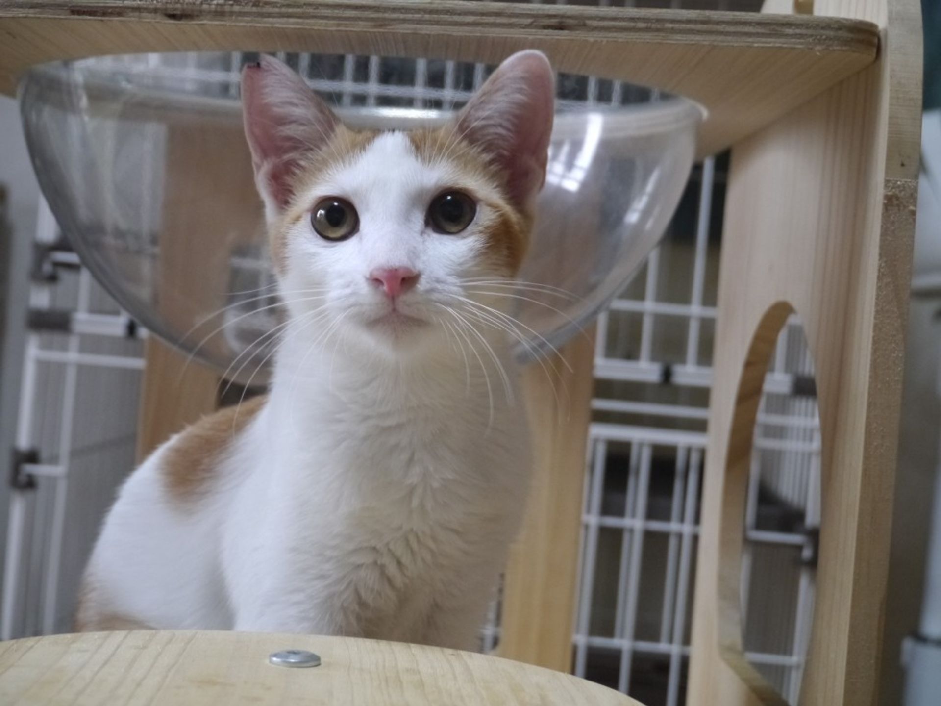 雑種（ミックス猫）・オスの里親募集の写真