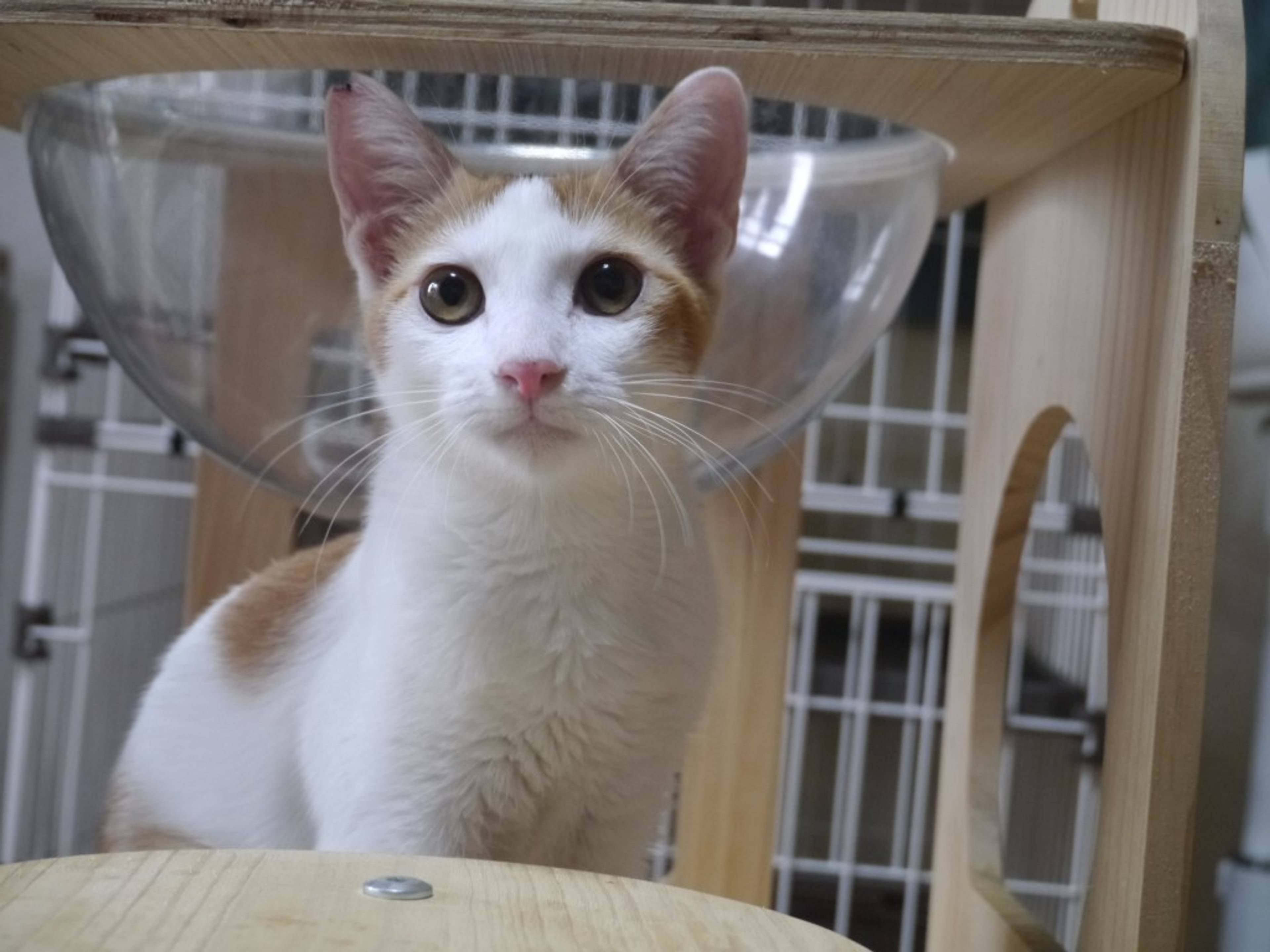 雑種（ミックス猫）・オスの里親募集の写真