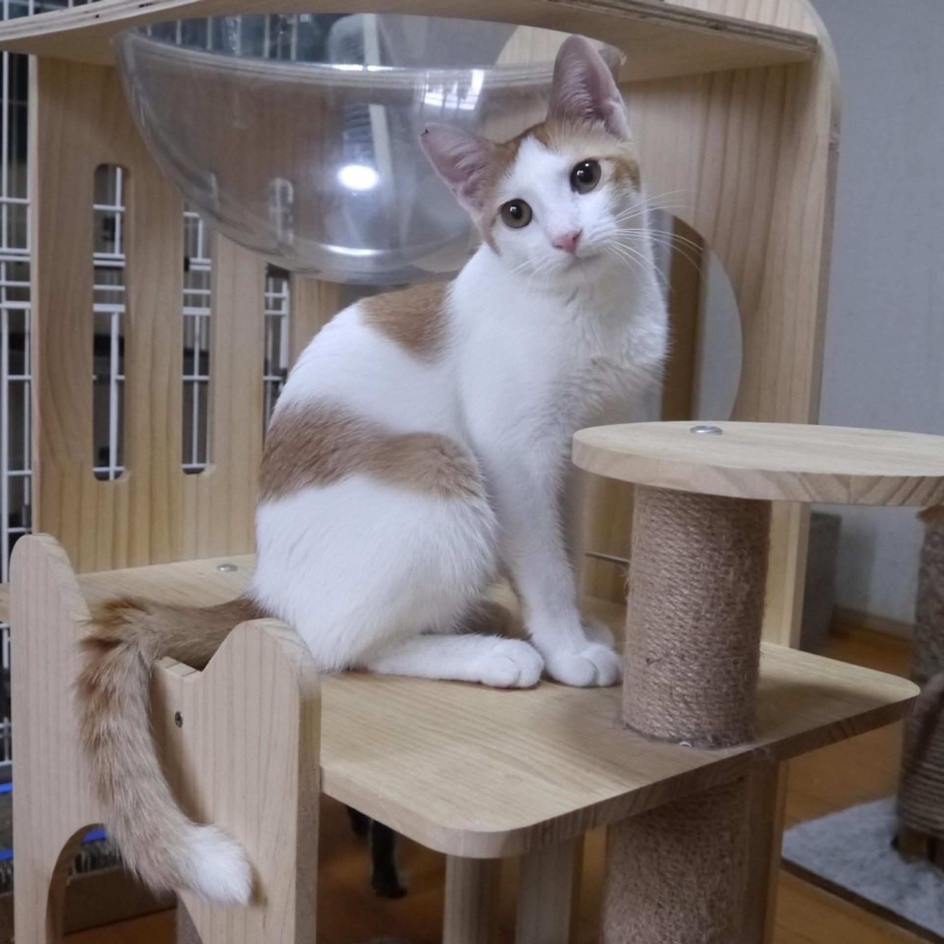 pet-image-2