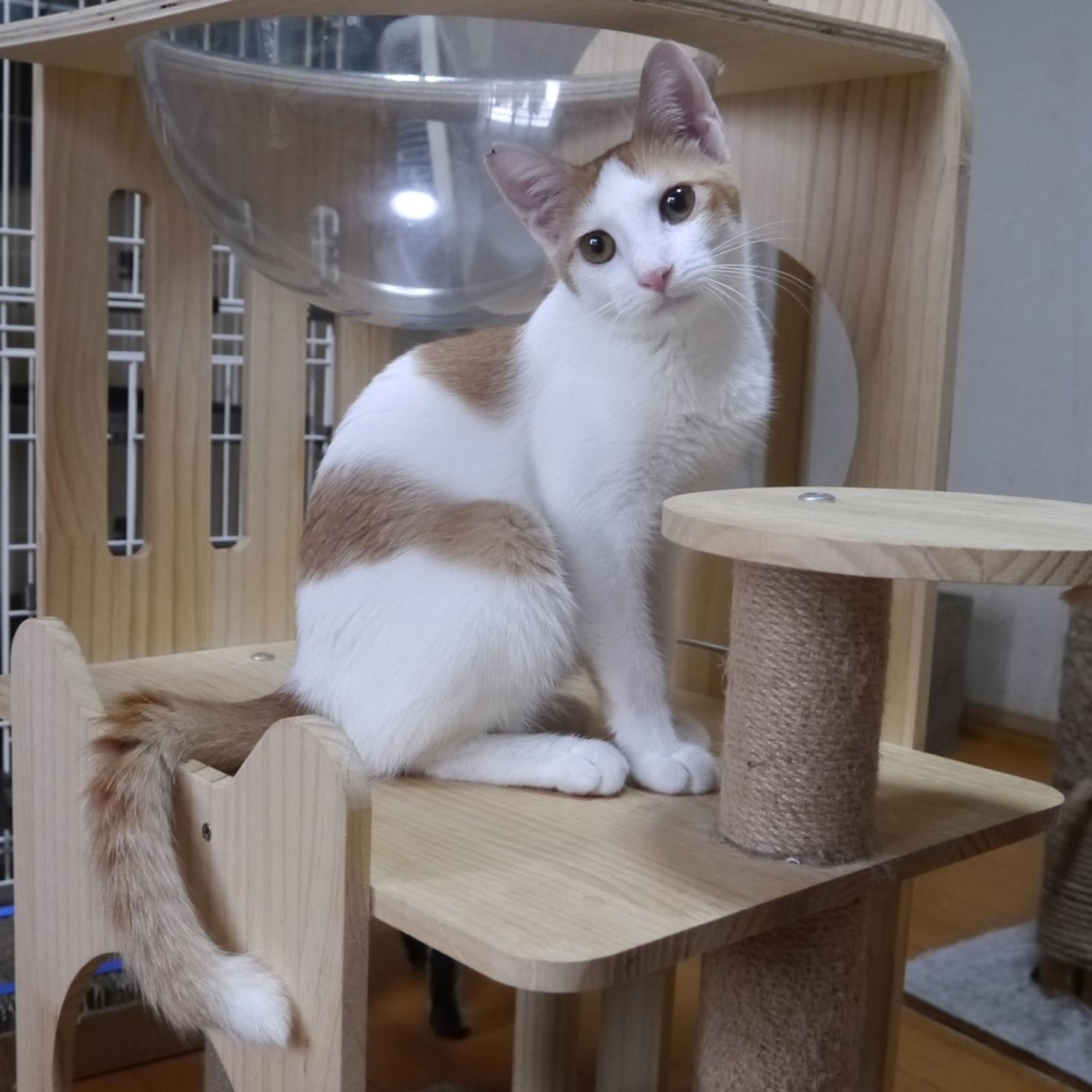 pet-image-2