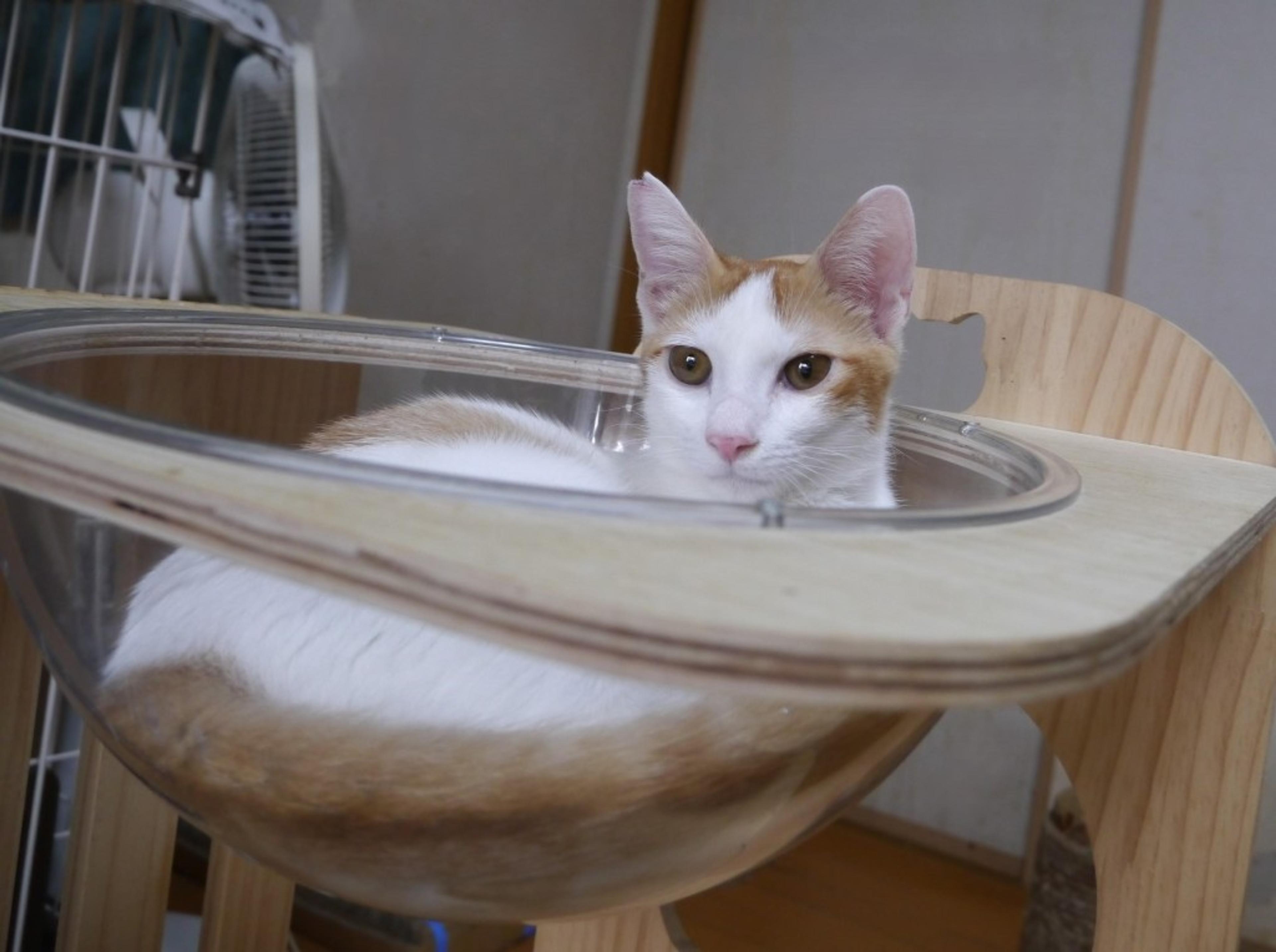 pet-image-3