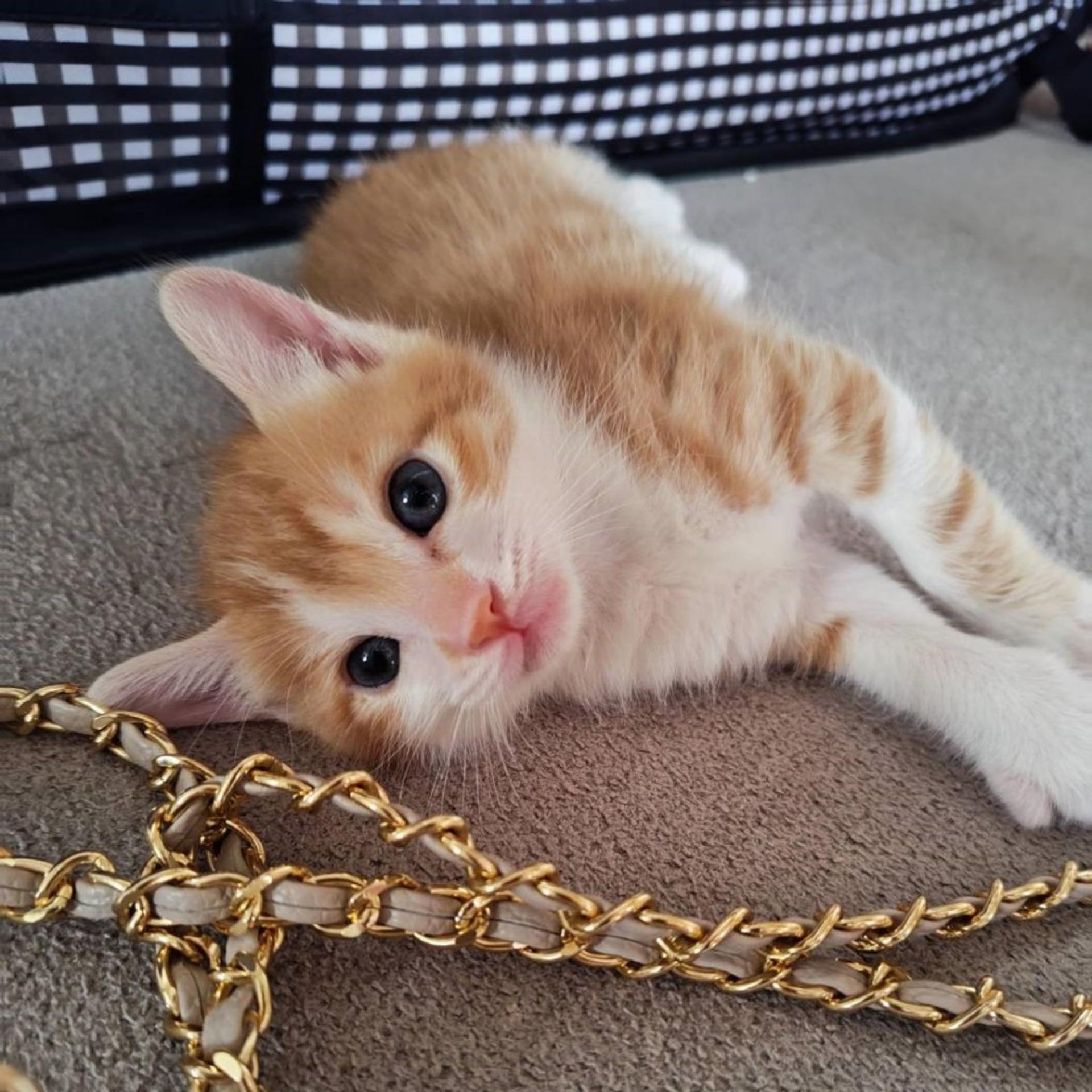 pet-image-3