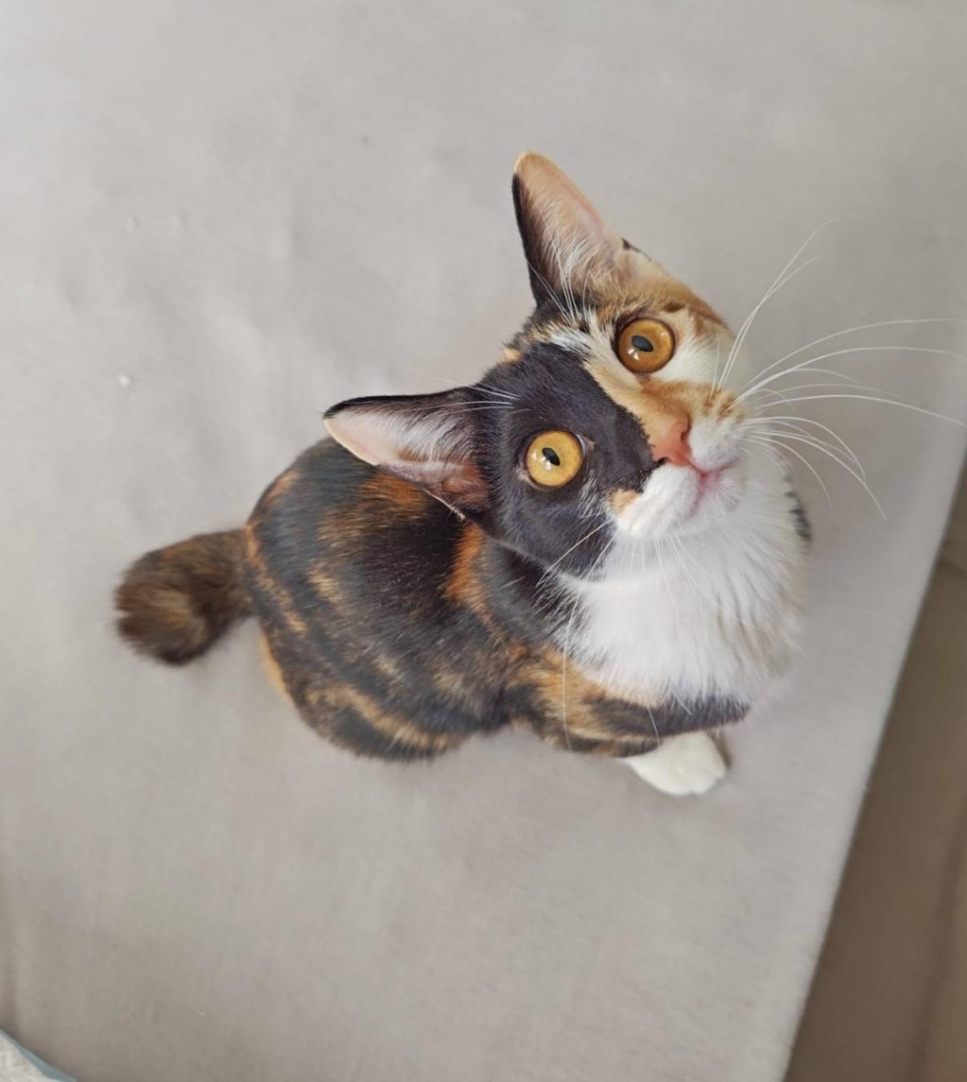 pet-image-4