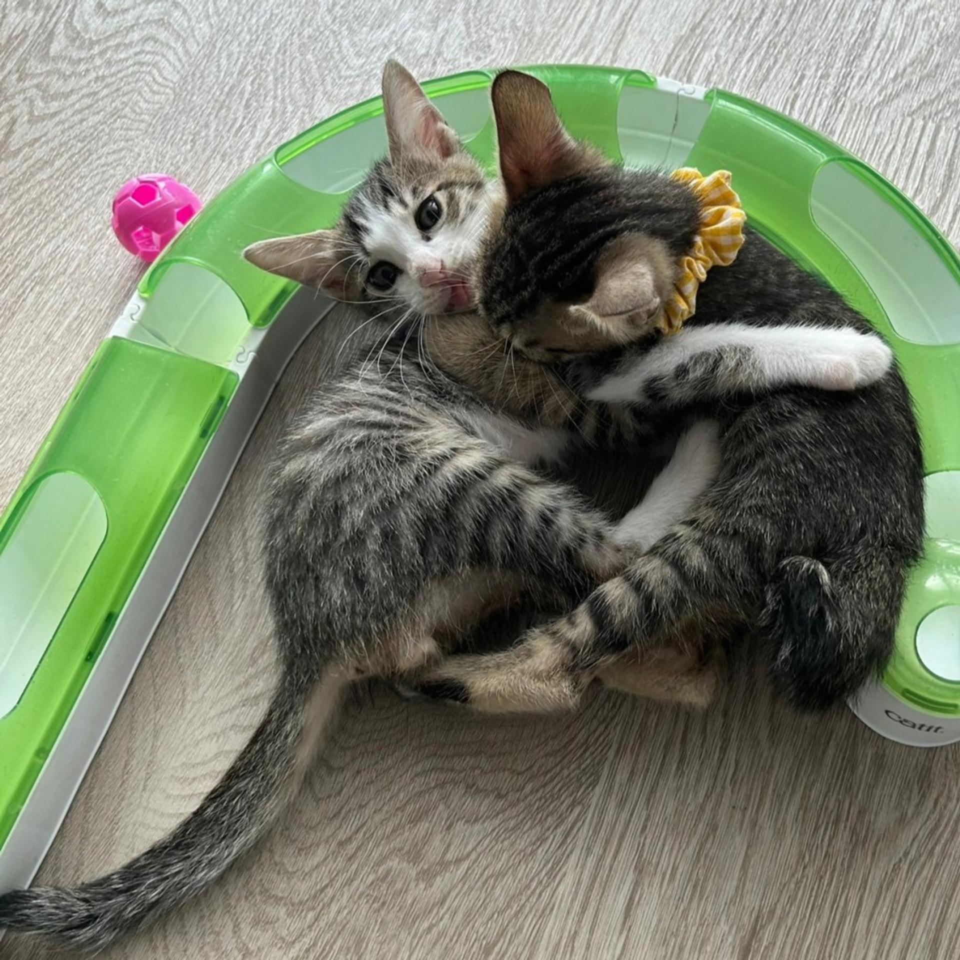 pet-image-6