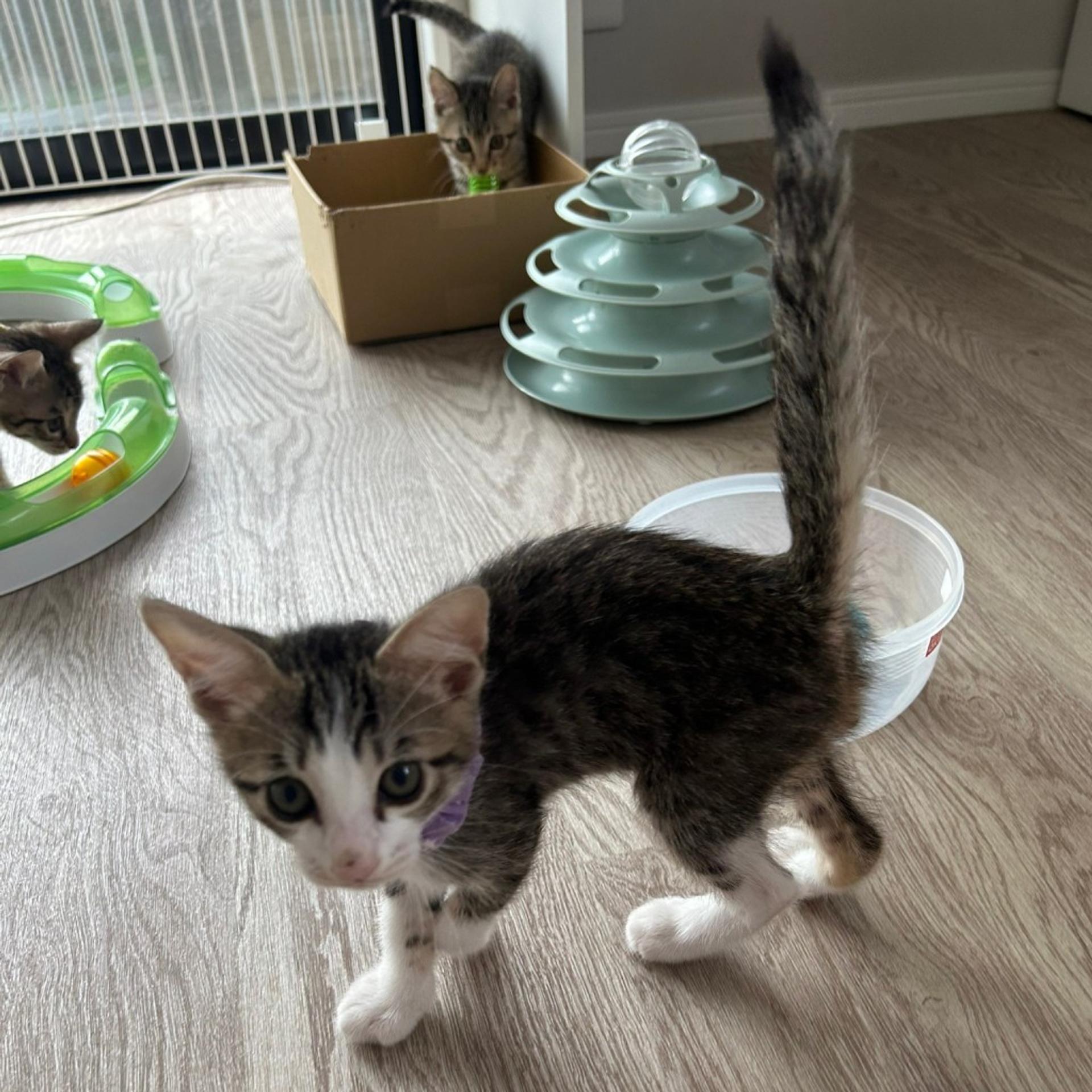pet-image-2
